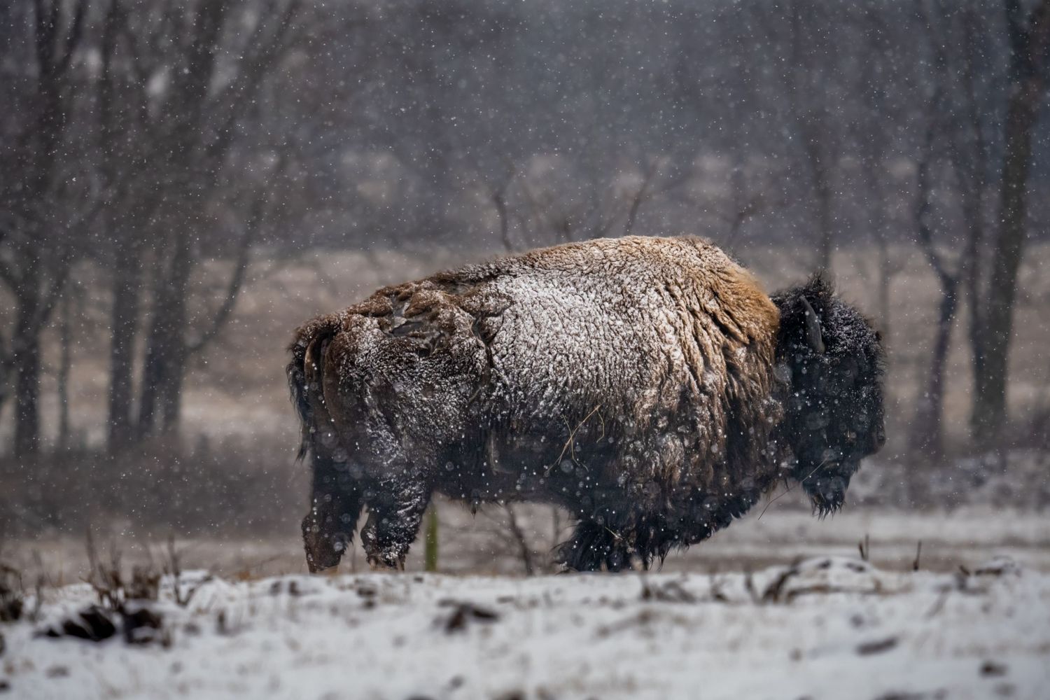 A snow-covered American bison stands in a snowy field during a winter blizzard.