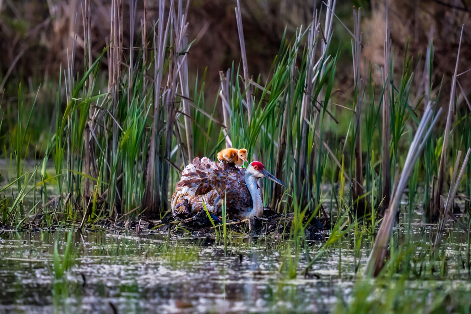 Sandhill crane nesting among green marsh reeds in shallow wetland water.