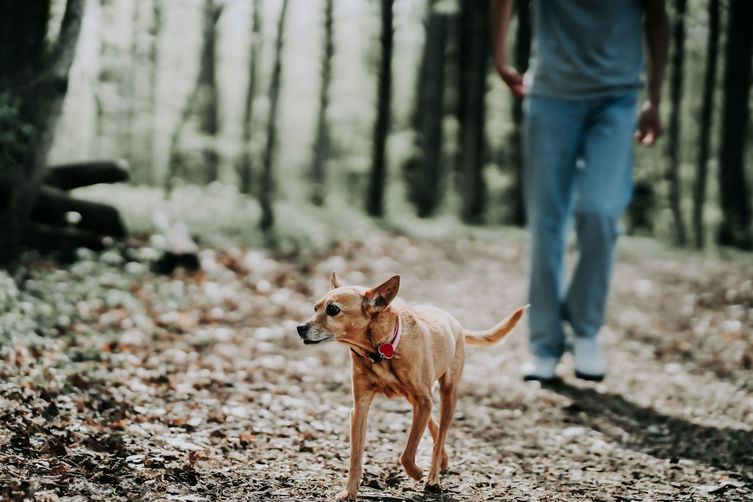 Small brown dog on a leash walking on a forest trail with its owner.