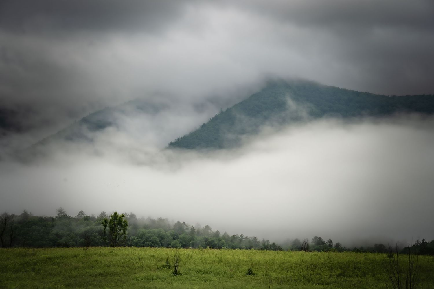 Thick morning fog dramatically wraps around lush green mountain peaks above an open meadow.