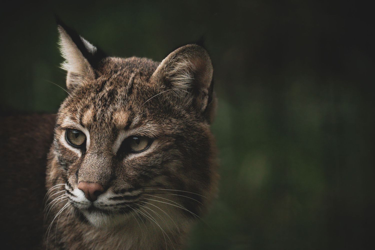 A wild bobcat or lynx with piercing eyes and spotted fur gazes intently in a dark forest.