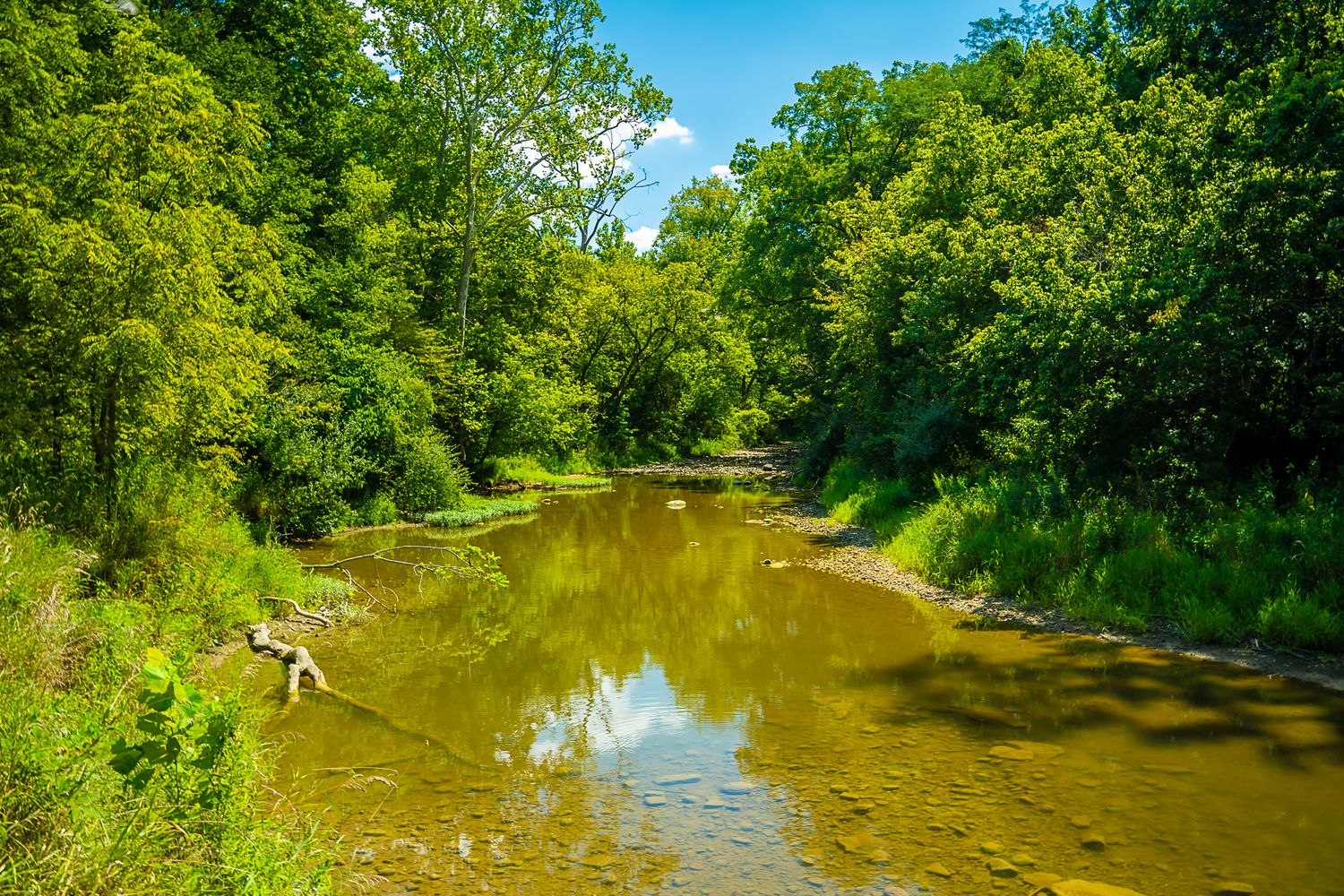 A serene shallow creek winds through lush green forest trees reflecting in calm water on a sunny summer day.