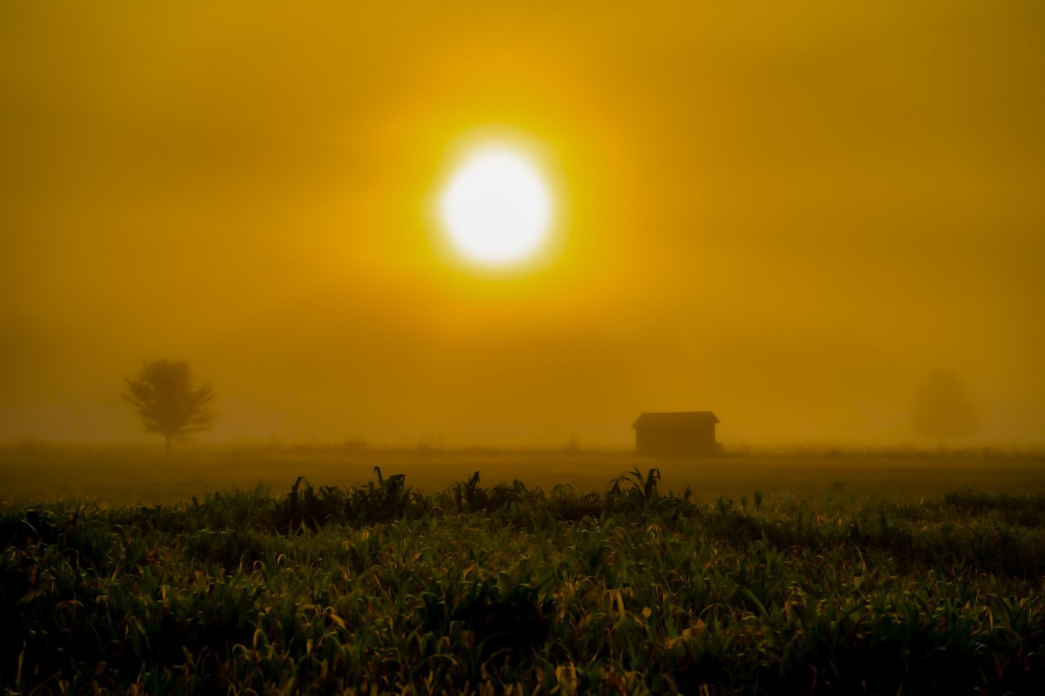 A golden sunrise breaks through morning fog over a flat farm field with a distant barn silhouette.