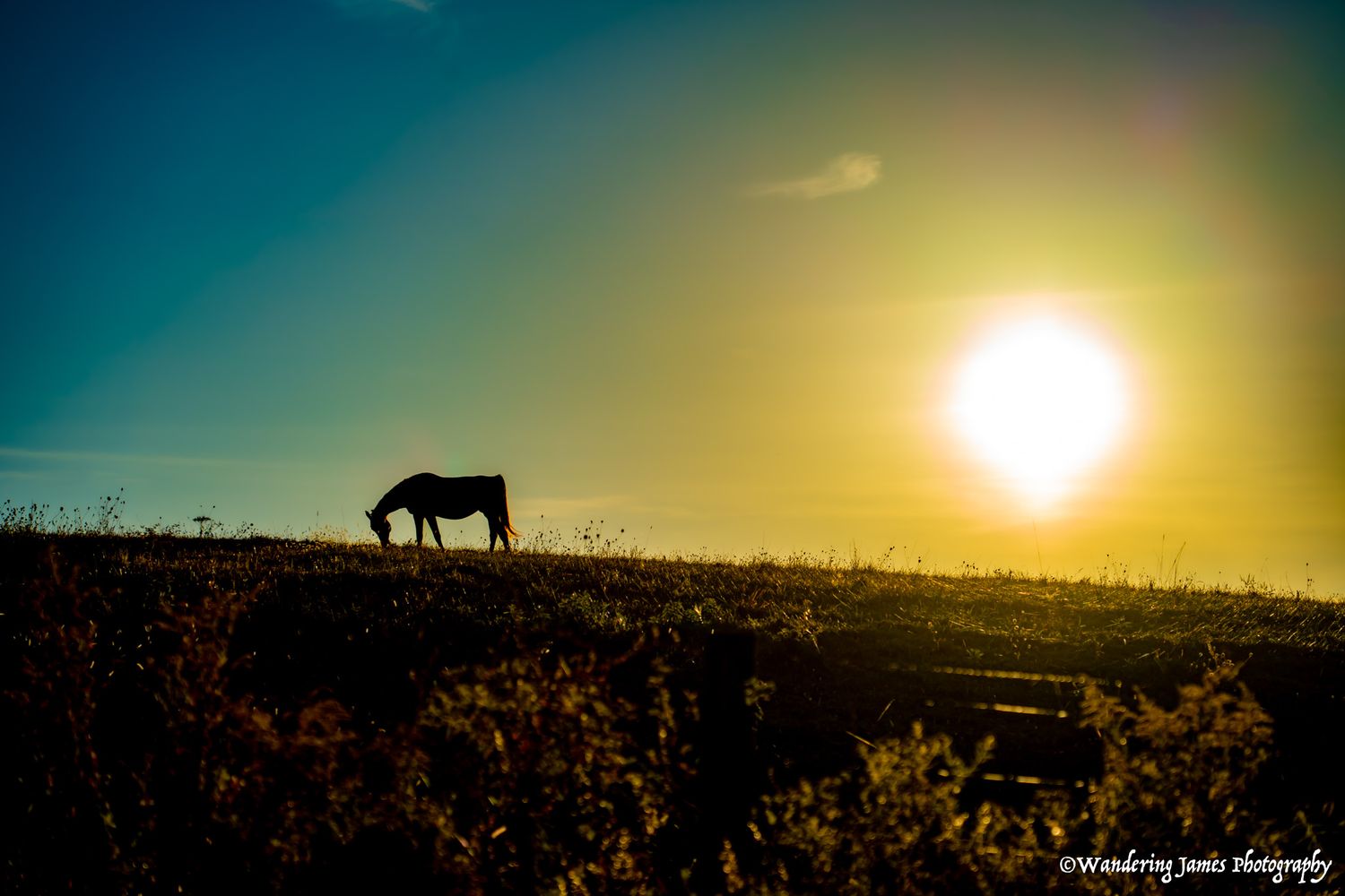 A horse grazing on a hilltop silhouetted against a vibrant golden sunset over open fields.