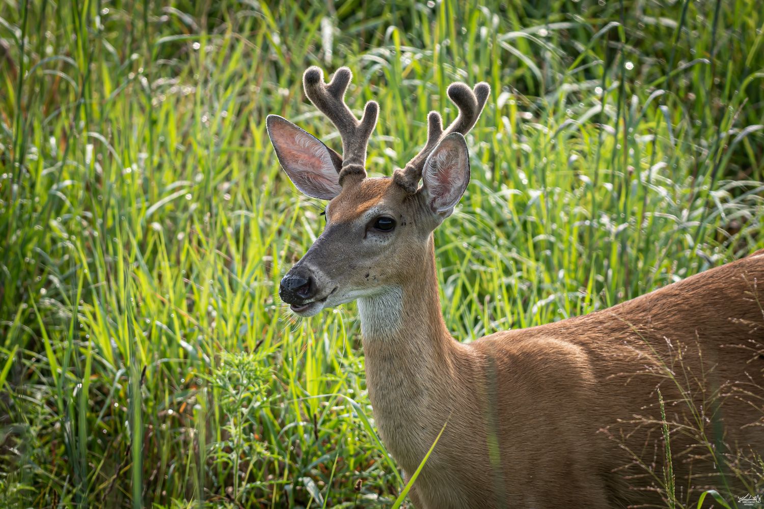Young white-tailed deer buck with velvet antlers standing in tall green grass.