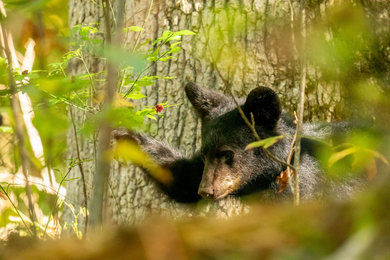 A black bear rests against a tree trunk hidden among dense green and autumn forest undergrowth.
