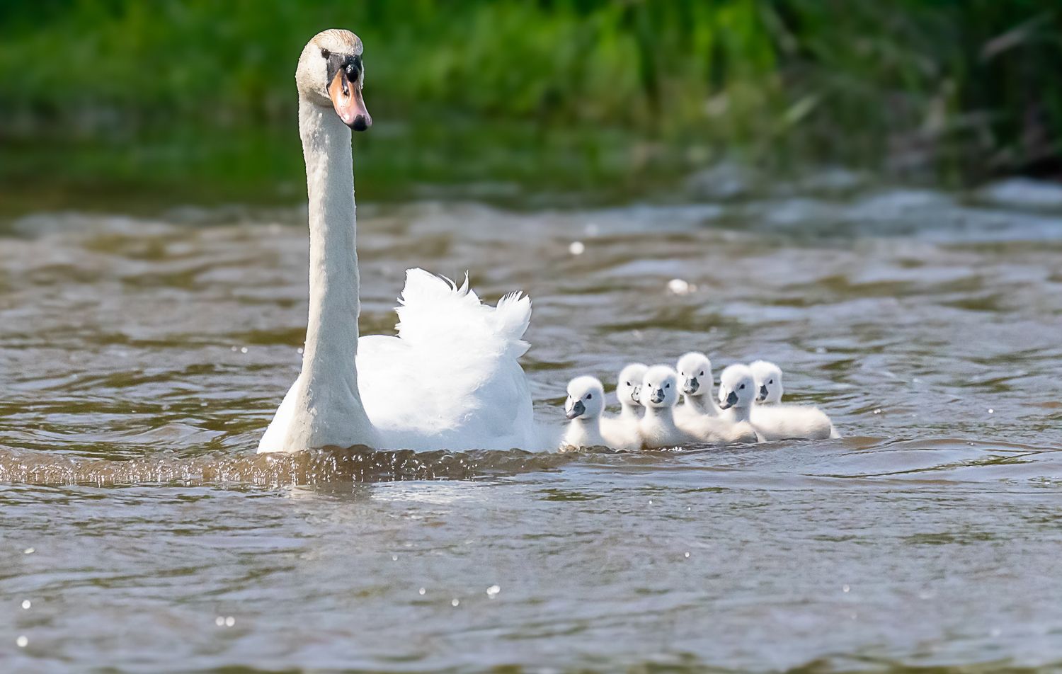 A white mute swan swimming with five fluffy cygnets on a calm green lake in summer.