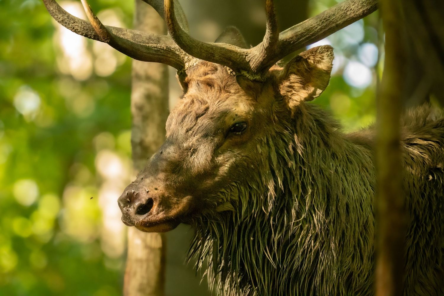 A close-up portrait of a wet bull elk with large antlers resting among green forest trees.