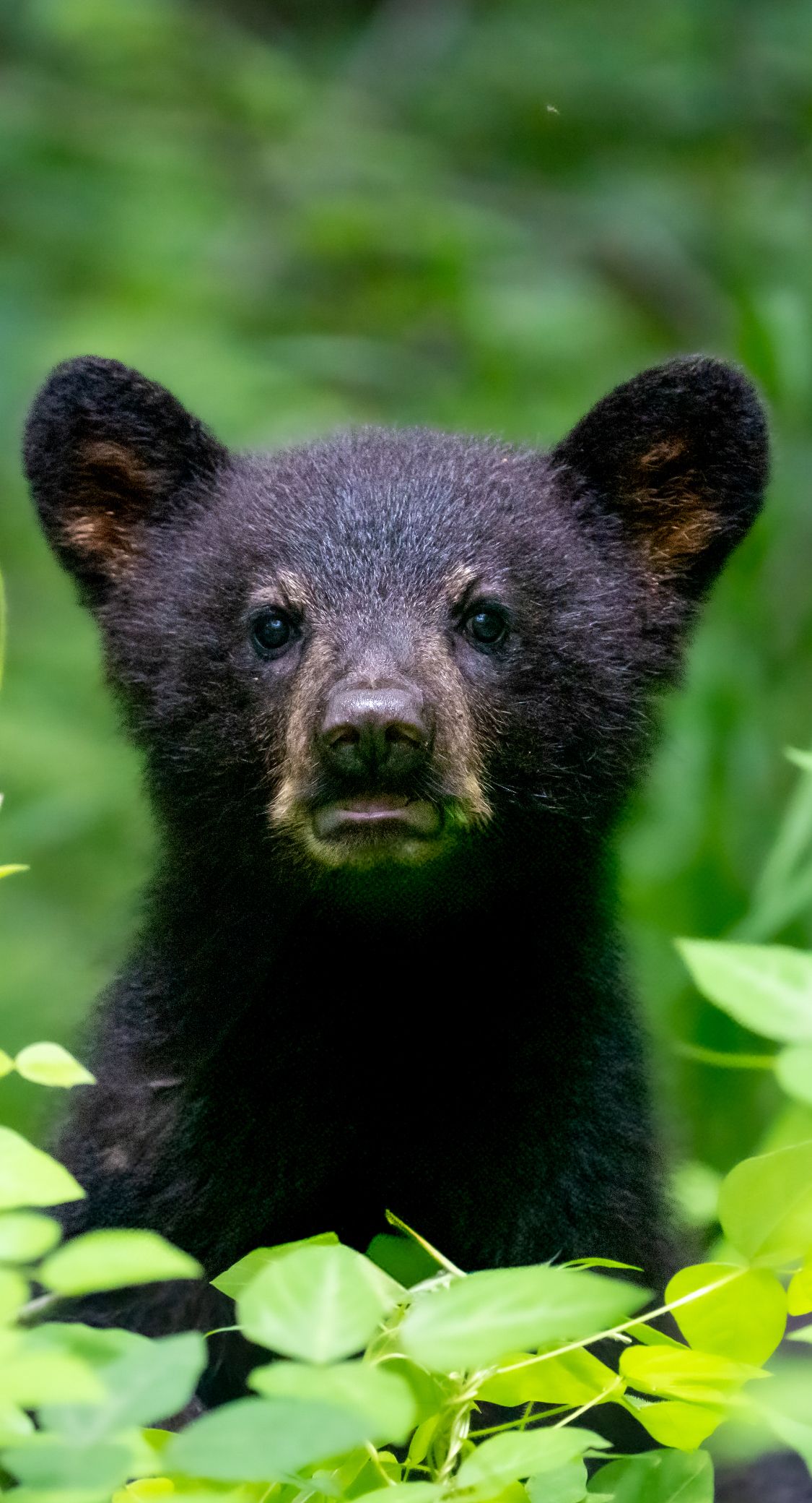 An adorable black bear cub staring forward surrounded by bright green leaves in the wild.