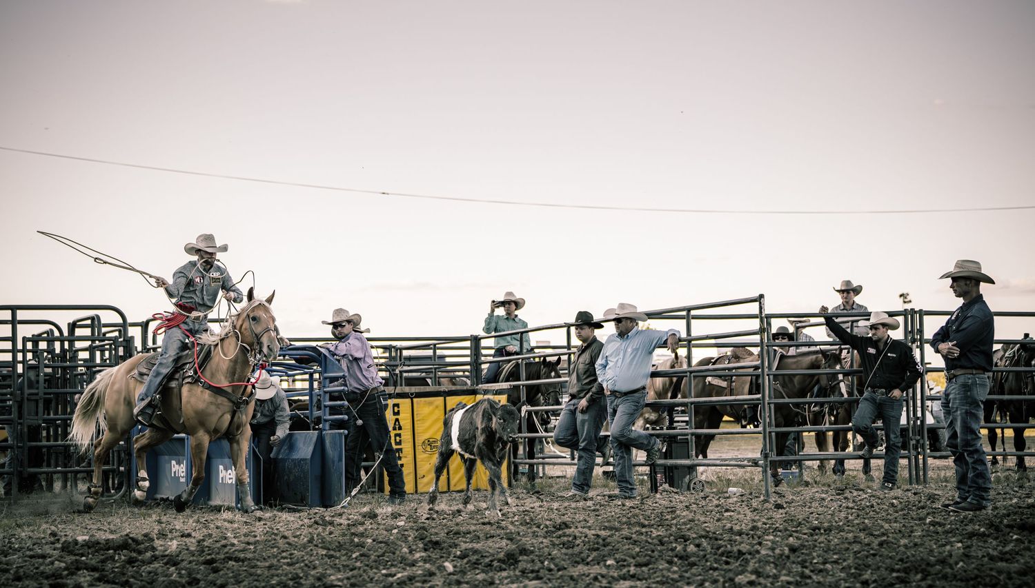 Cowboys on horseback and on foot work cattle in a rodeo arena at dusk.
