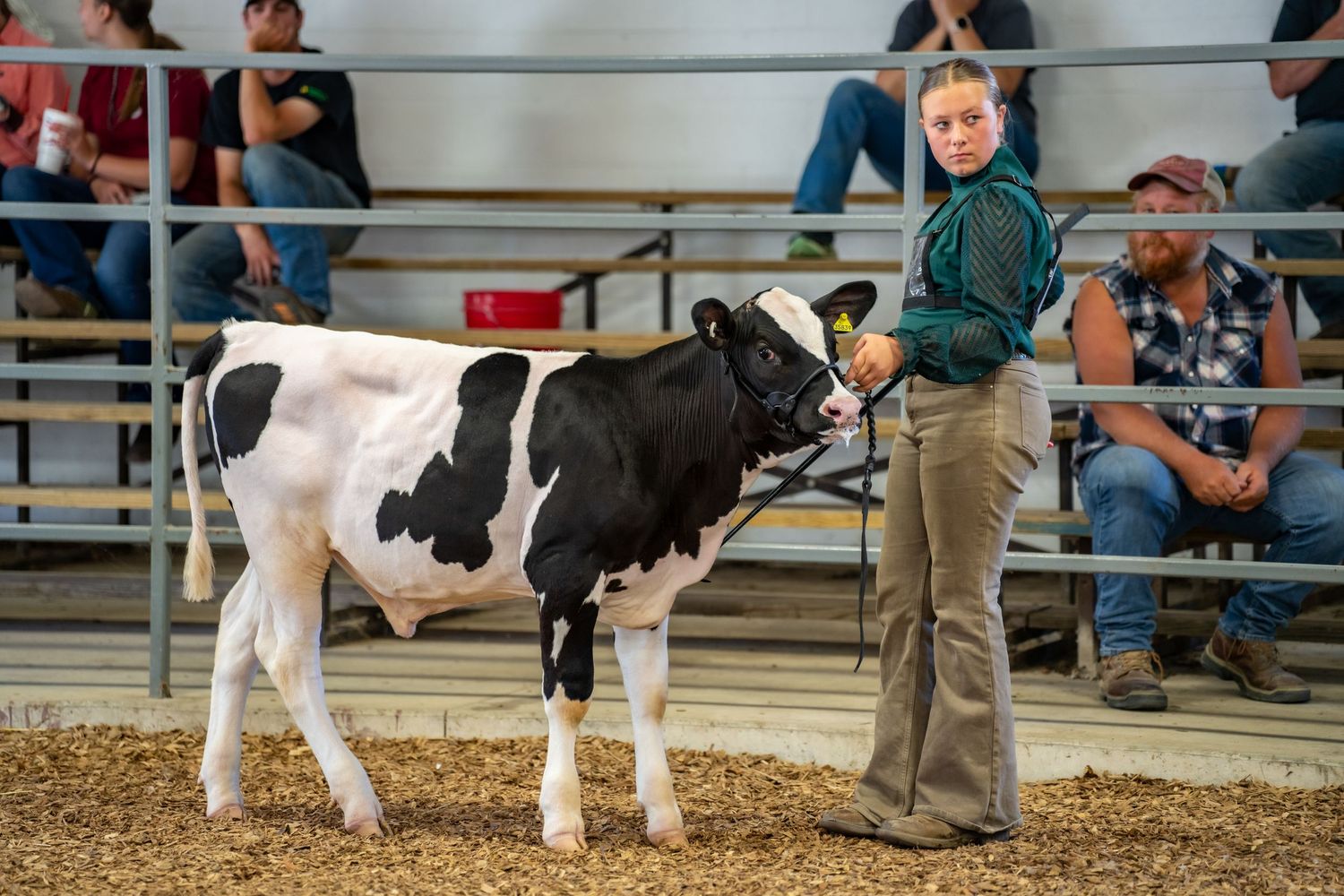 Young girl in green jacket leads a black and white Holstein cow at a livestock show competition.