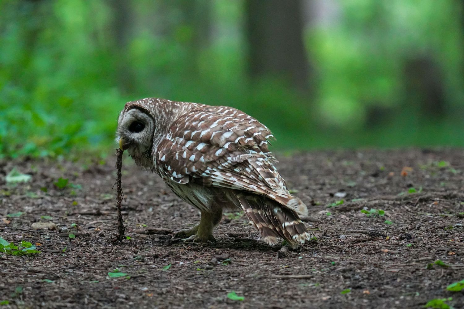 A barred owl on forest floor gripping a worm in its talons amid green woodland surroundings.