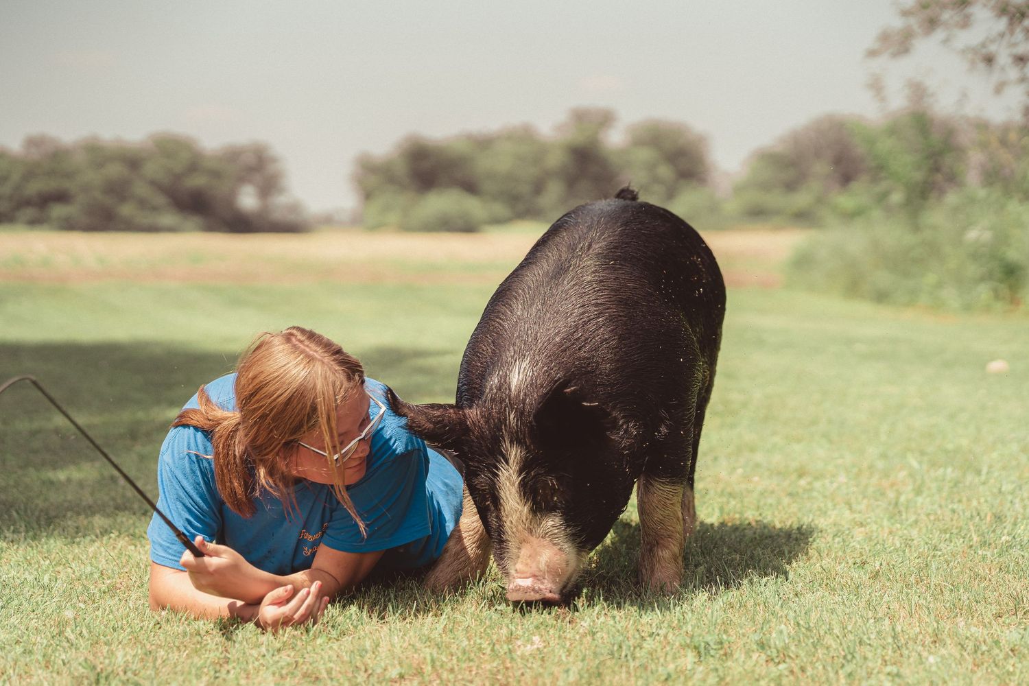 A young girl in a blue shirt lies on grass face-to-face with a large black pig on a sunny day.