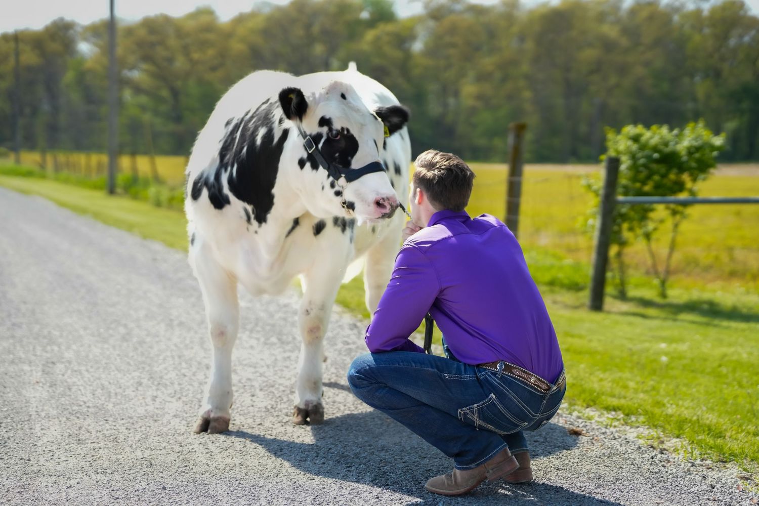 Young man in purple shirt crouching on gravel road with black and white Holstein cow on a sunny farm day.
