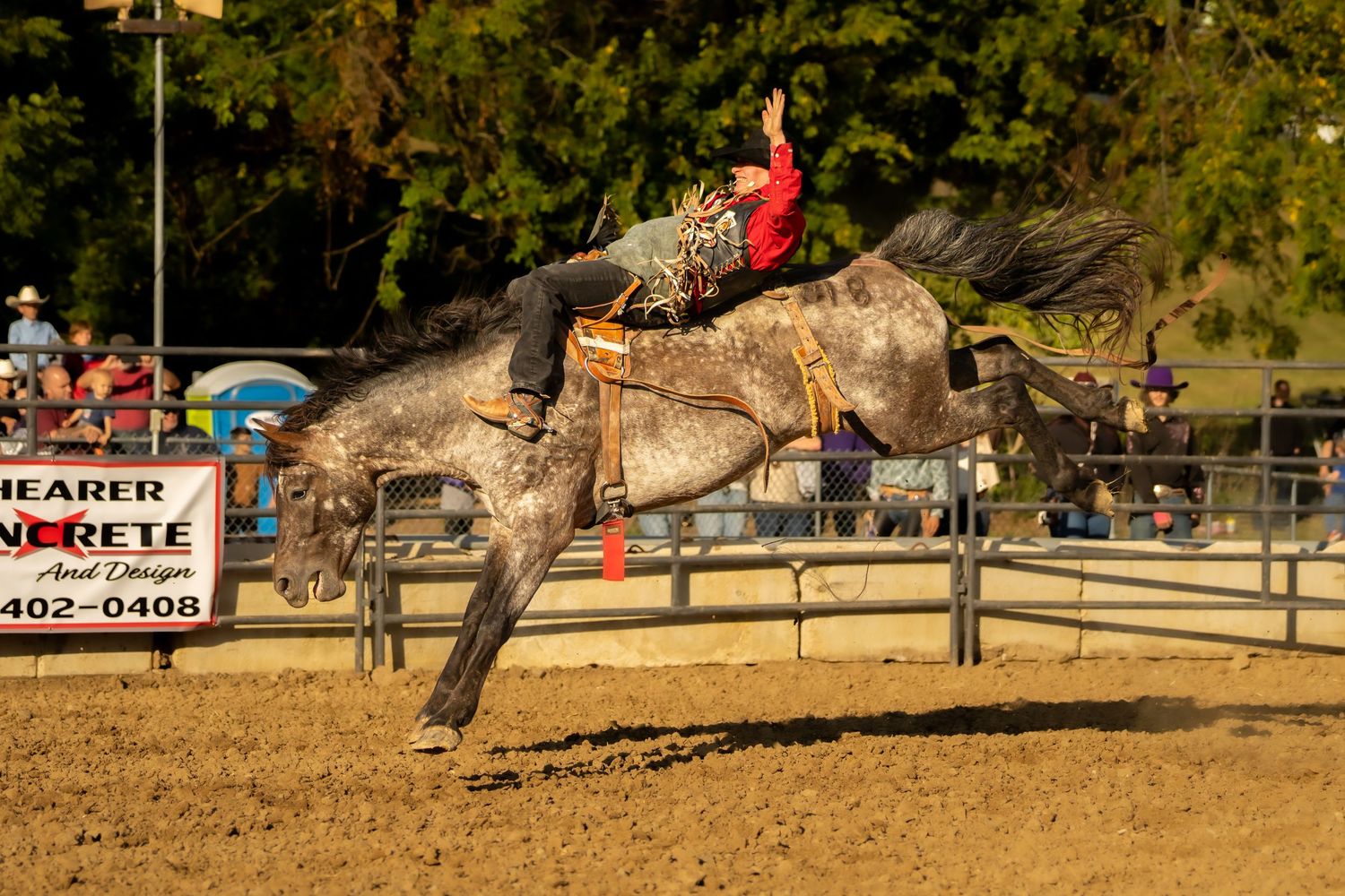A cowboy in red rides a bucking gray horse at a rodeo competition during golden hour.