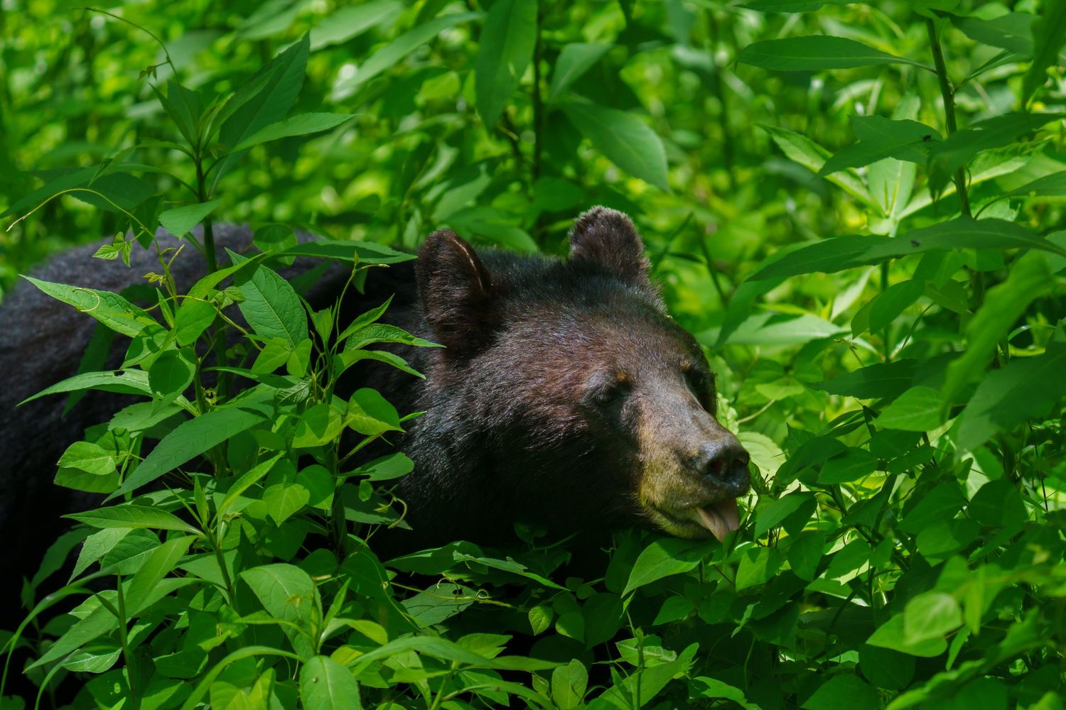 A black bear partially hidden among vibrant green leaves in the wild.