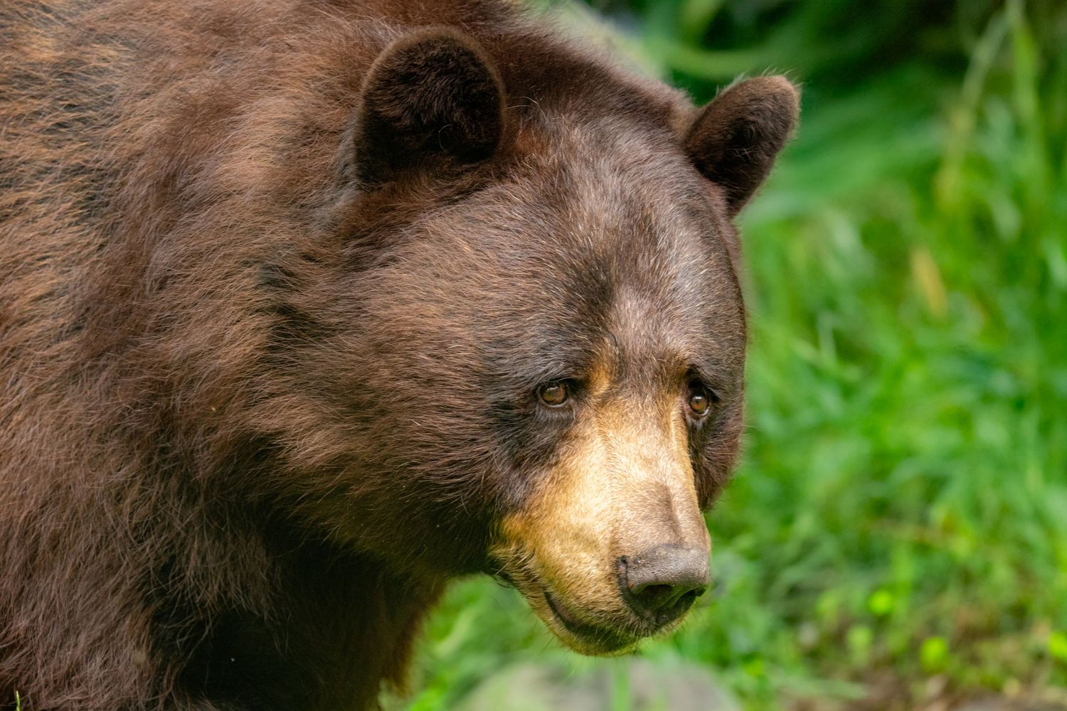 Close-up portrait of a large brown black bear with golden muzzle surrounded by lush green grass.