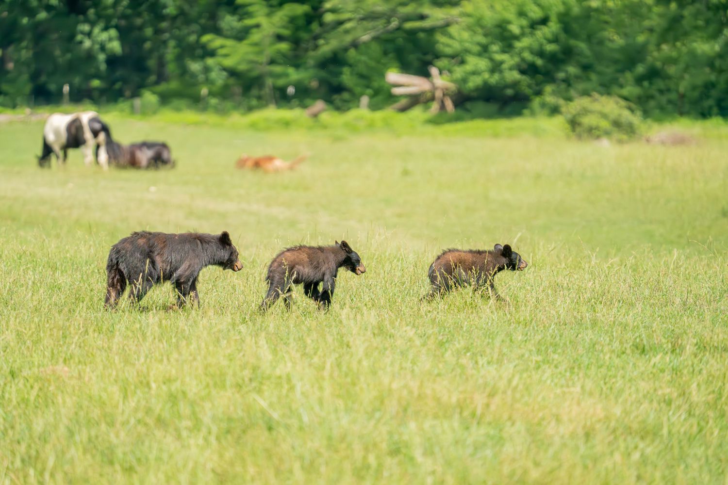 Three hyenas walk through a lush green meadow with horses grazing in the background on a sunny day.