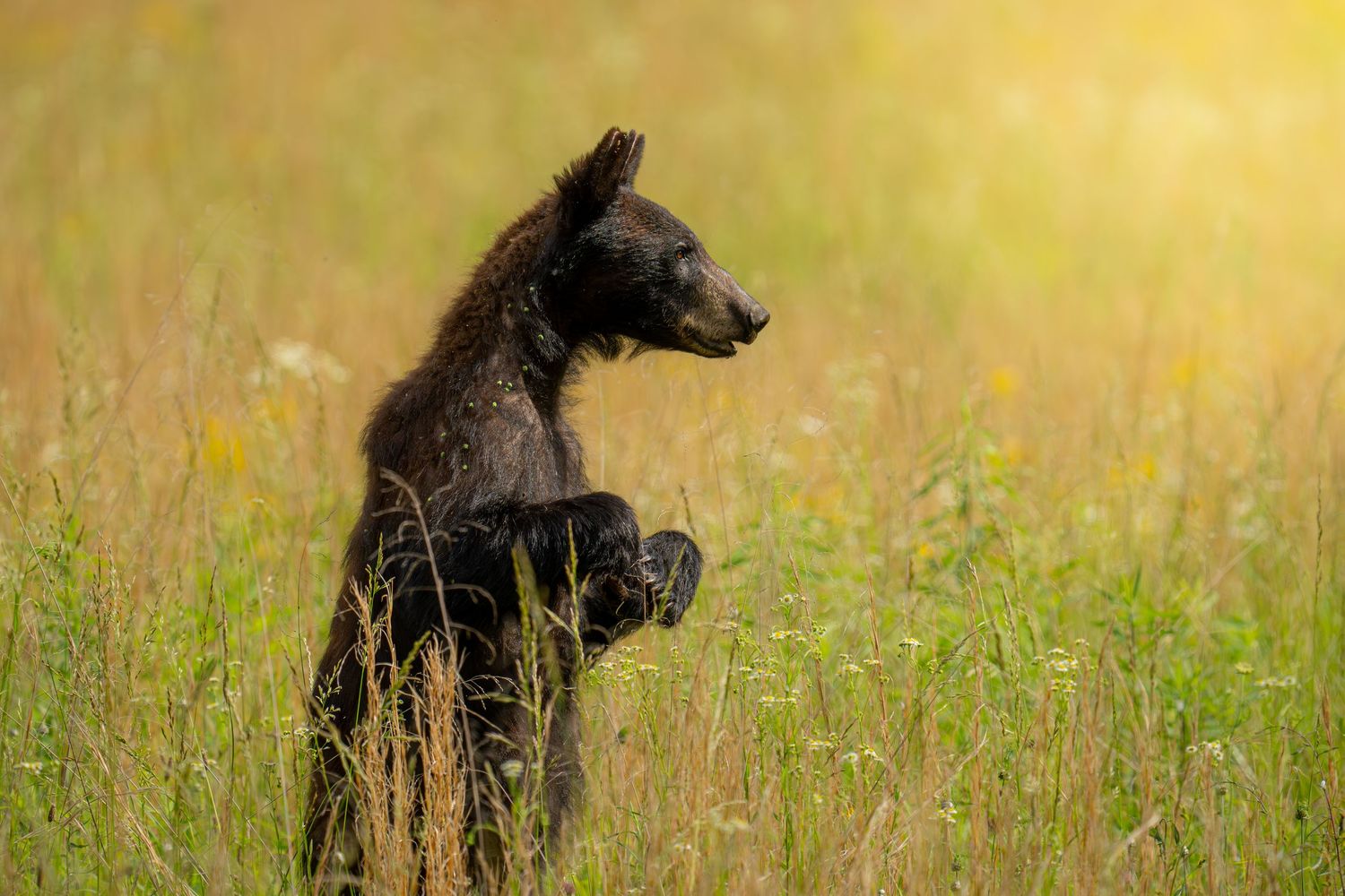 Young black bear cub standing upright in a sunlit meadow surrounded by tall green grass.