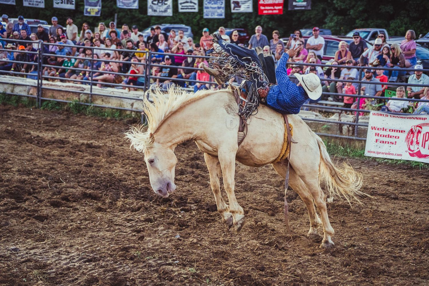A cowboy rides a bucking palomino horse at a rodeo event with spectators watching from the stands.
