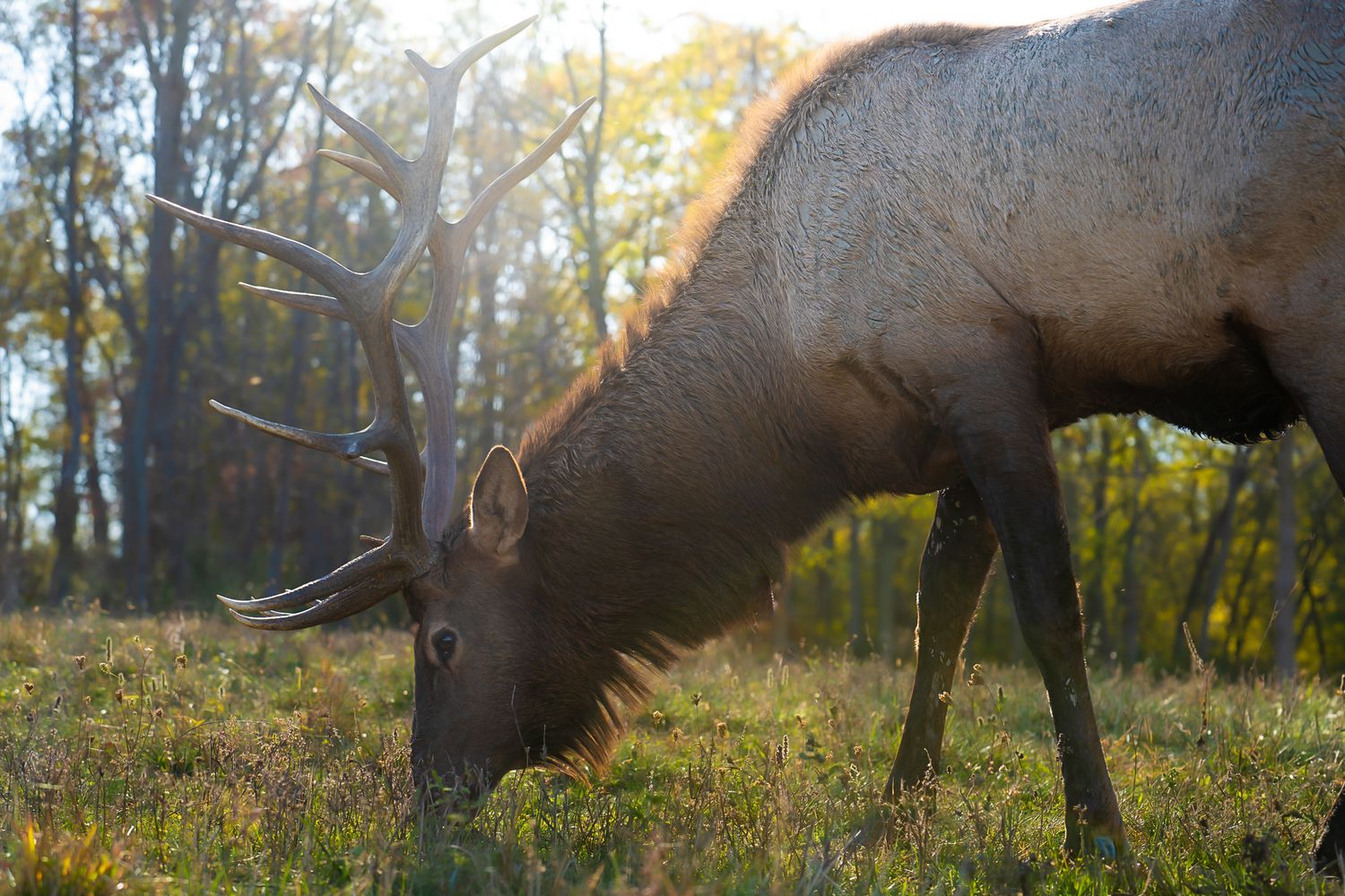 A large bull elk with impressive antlers grazes on green grass in a sunlit forest clearing during autumn.