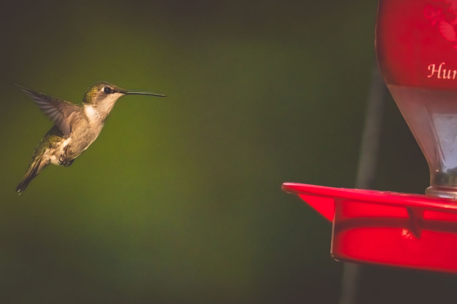 A ruby-throated hummingbird hovers near a red nectar feeder against a blurred green background.