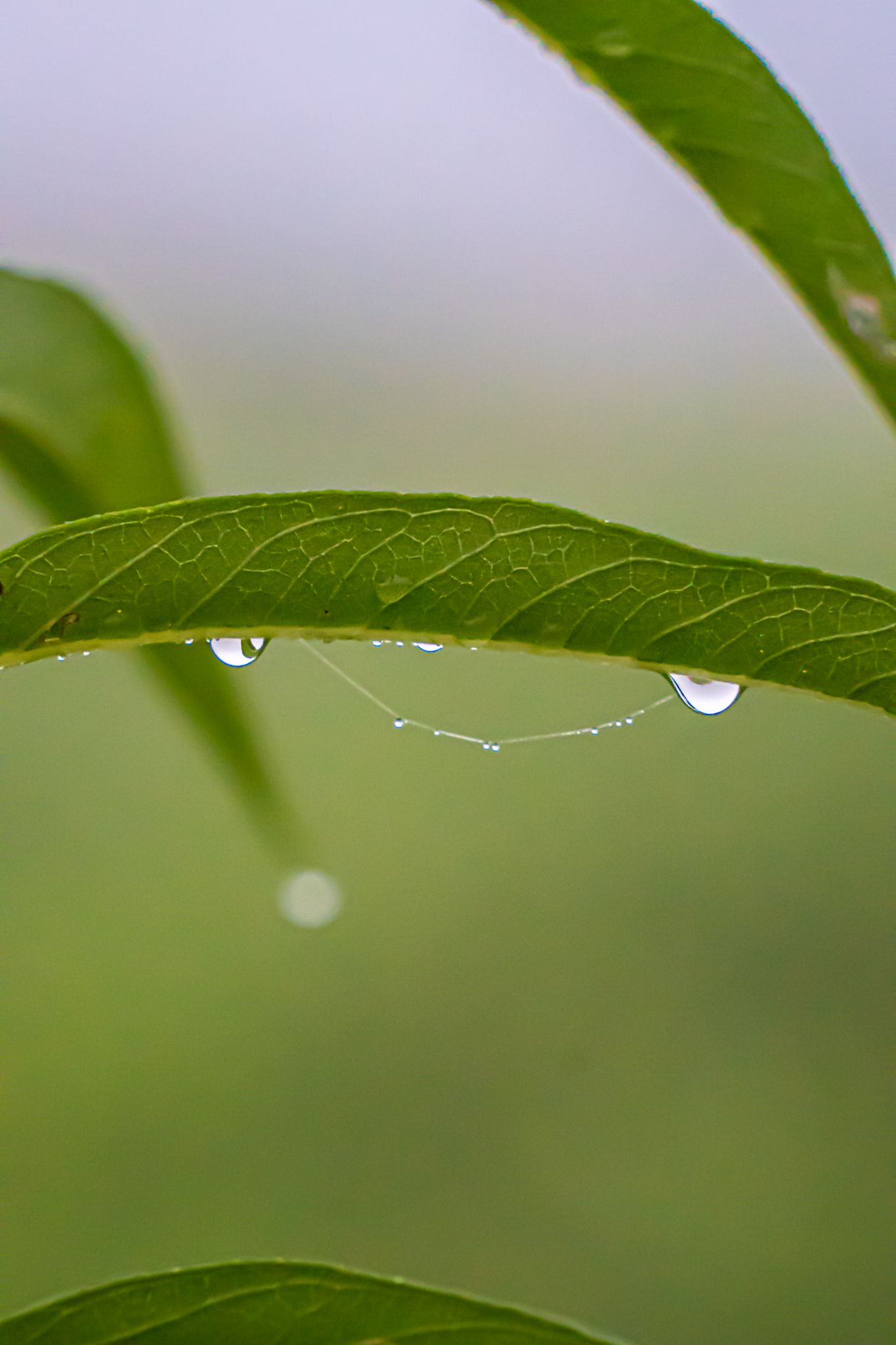 Close-up of green leaf with glistening water droplets hanging delicately after rain.