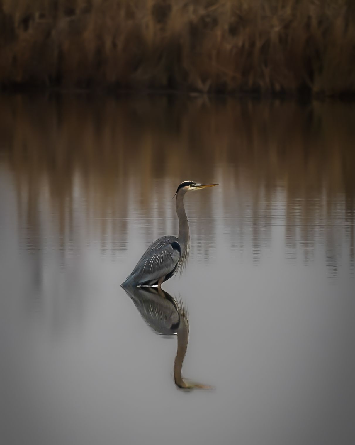 A great blue heron stands still in calm water, its reflection mirrored below, with brown reeds in the background.