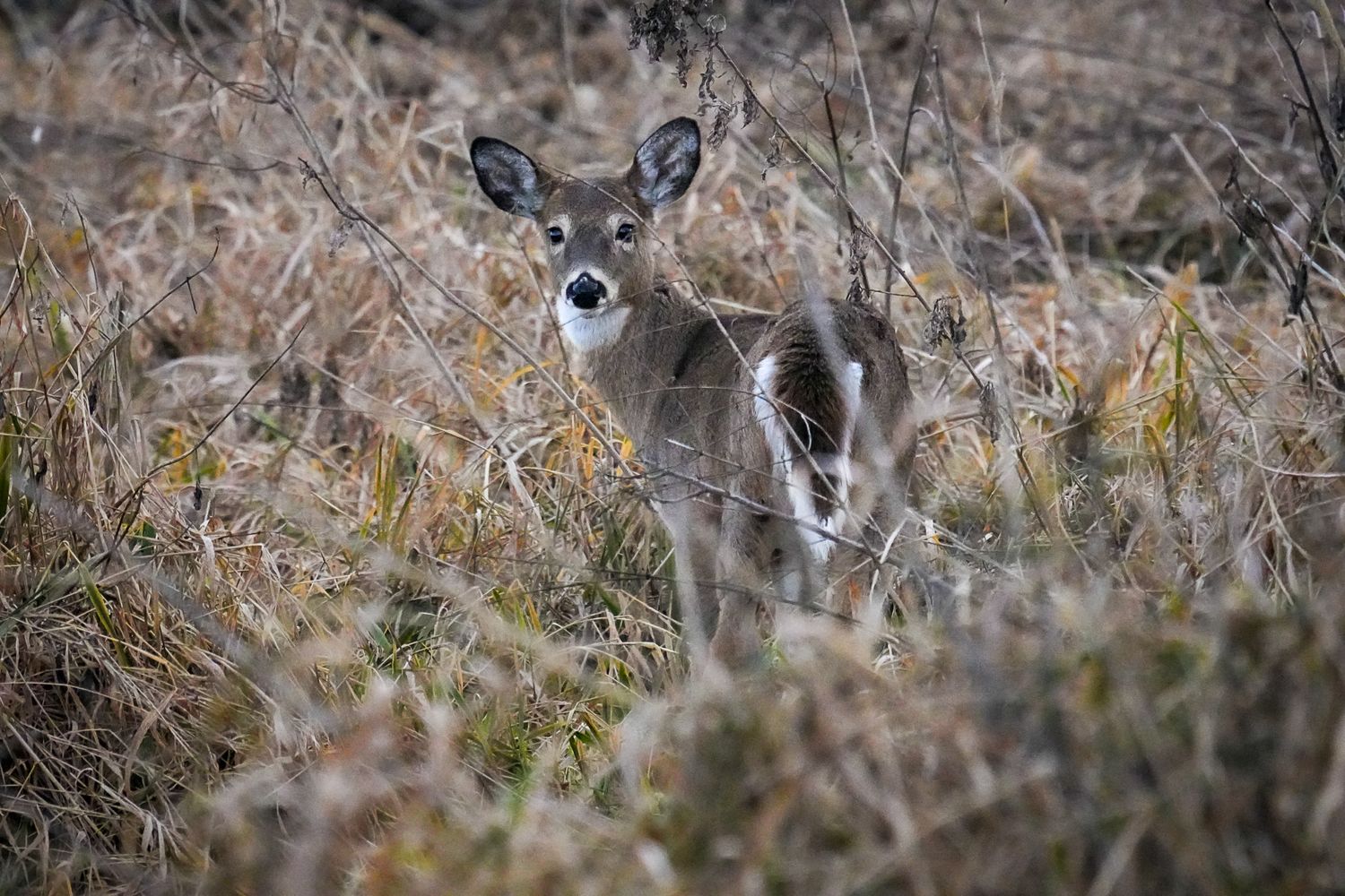White-tailed deer peering through dry brush and branches in natural habitat.