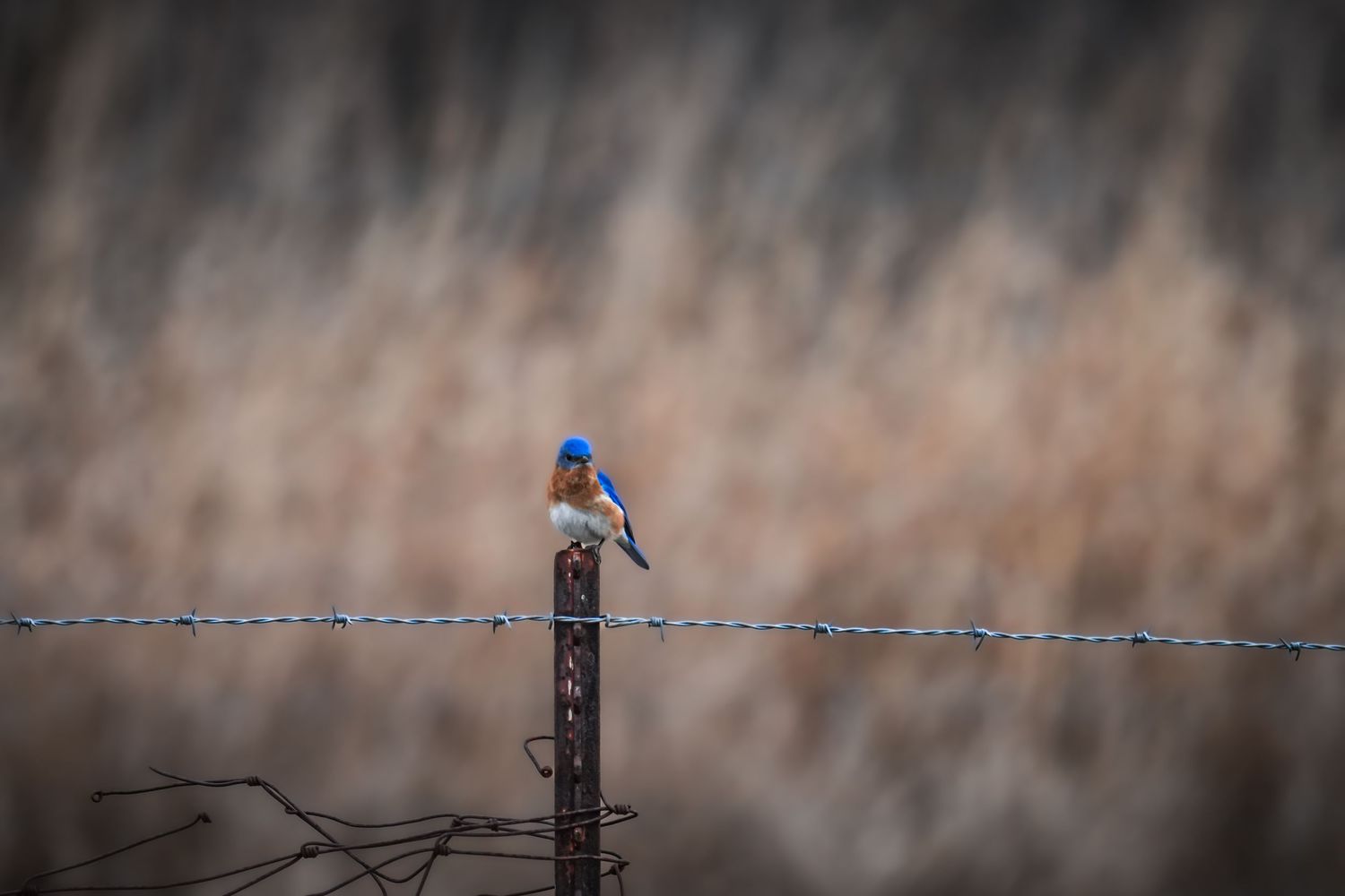 Vibrant Eastern Bluebird perched on a rustic fence post with barbed wire.