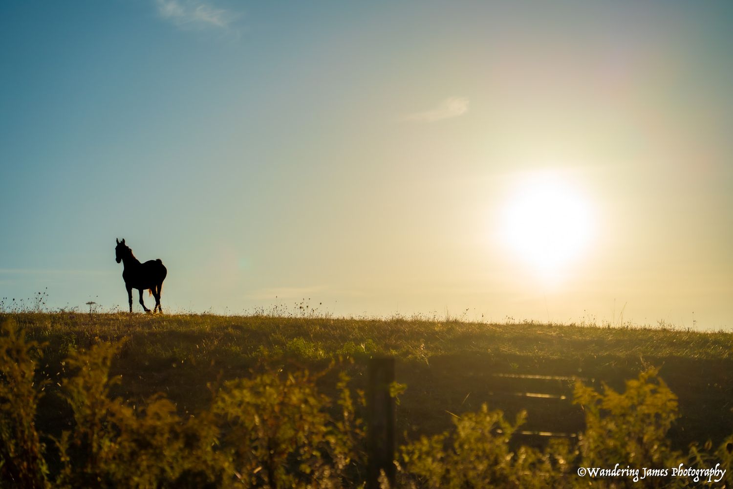 A lone horse silhouetted on a hilltop against a bright golden sunset over a rural landscape.