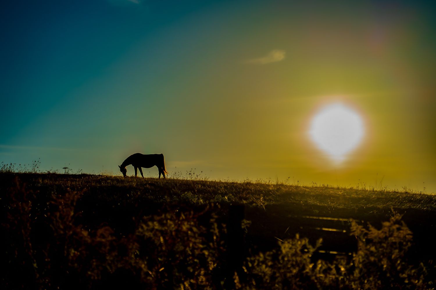 A horse grazes in silhouette against a vivid golden sunset over an open rural landscape.