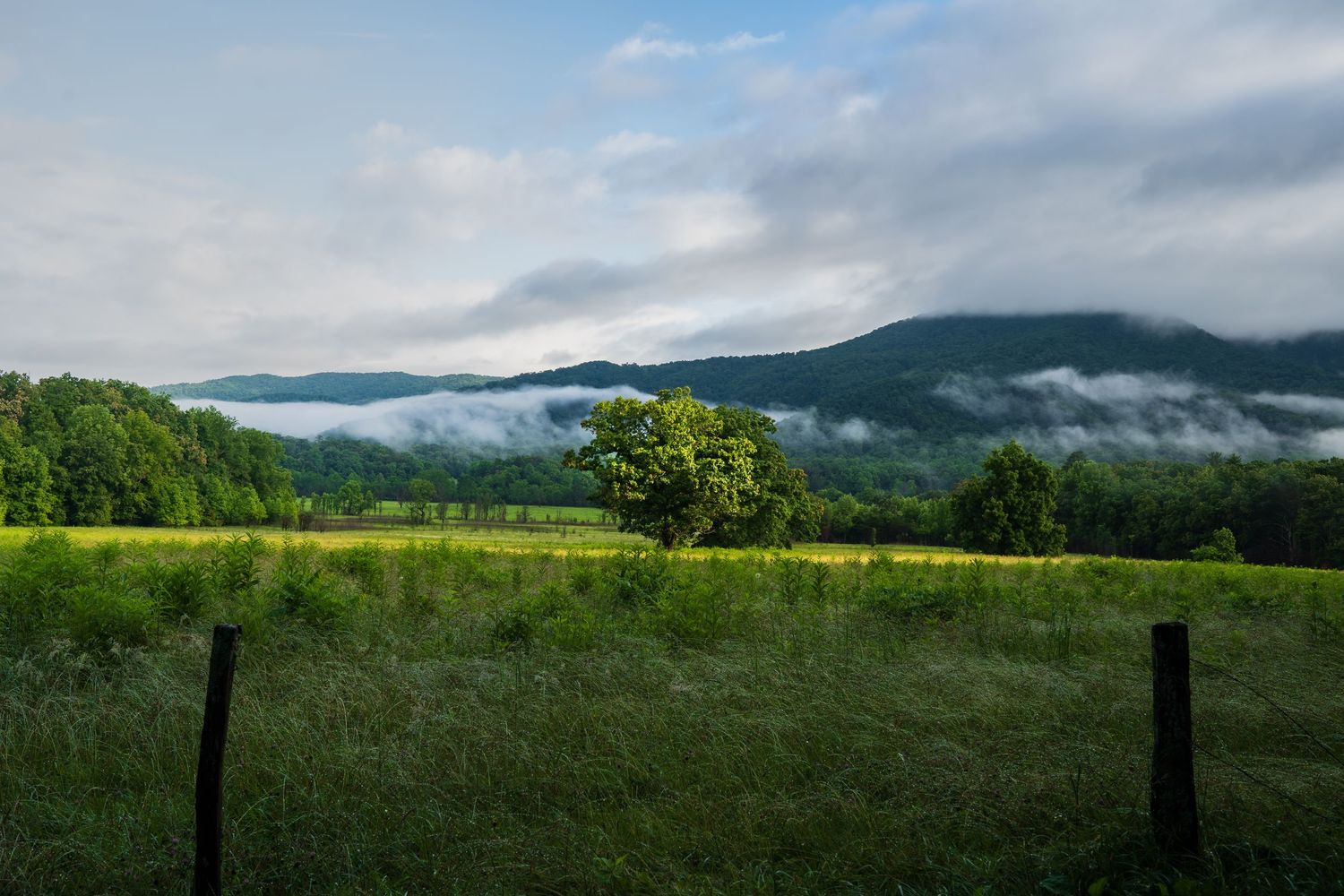 Lone tree stands in green meadow with fog-draped mountains and partly cloudy morning sky.