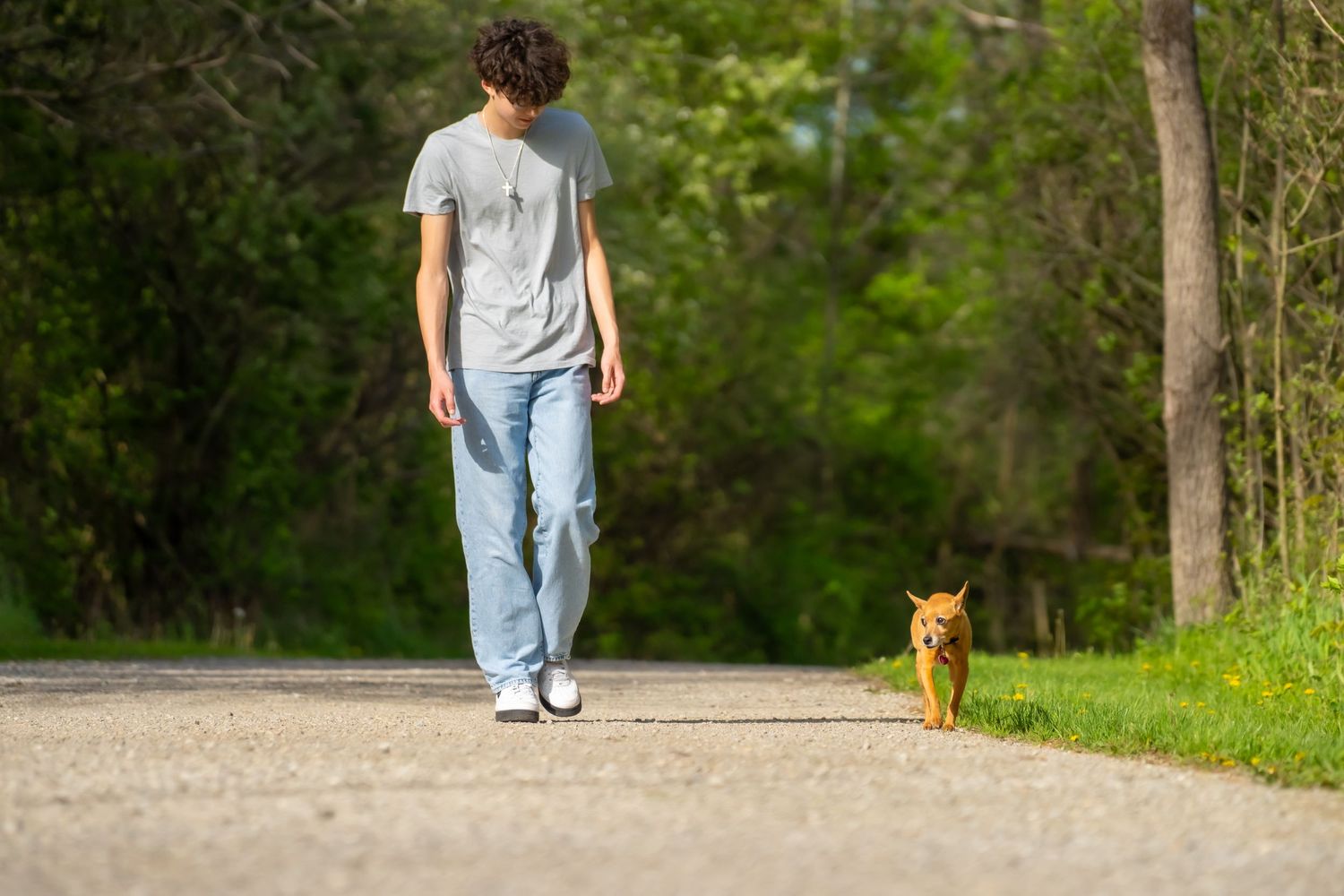 Young man in jeans walking a small orange dog along a sunny paved path.