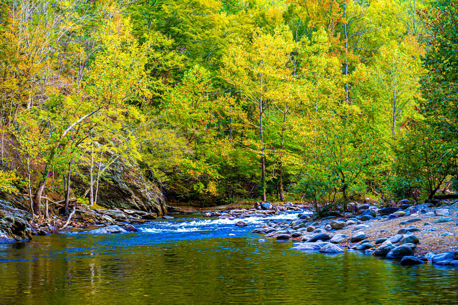 Peaceful river flowing over smooth rocks beside vibrant yellow and green autumn trees in a forest.