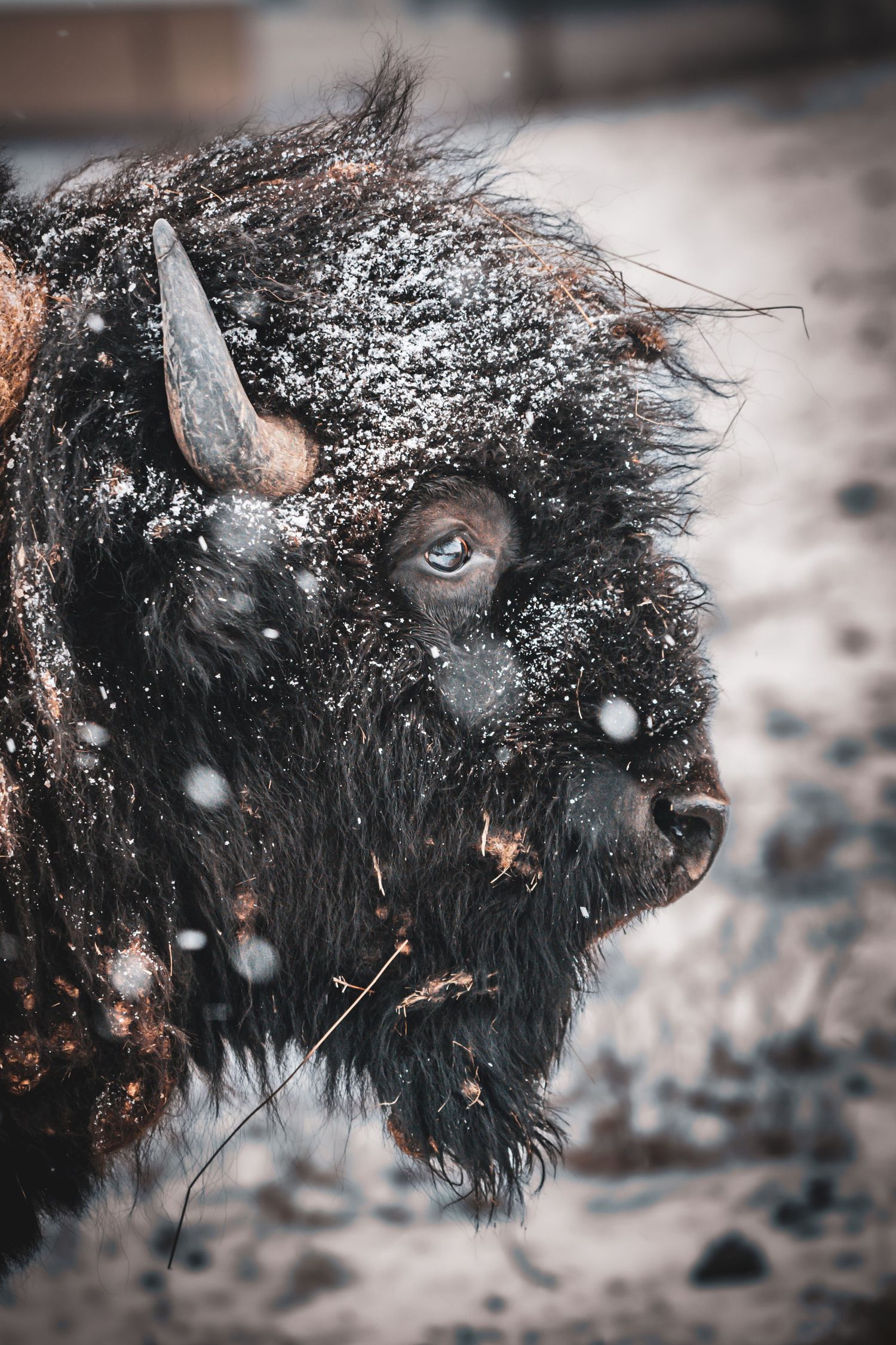 Close-up portrait of a snow-dusted American bison with a horn visible in falling snow.