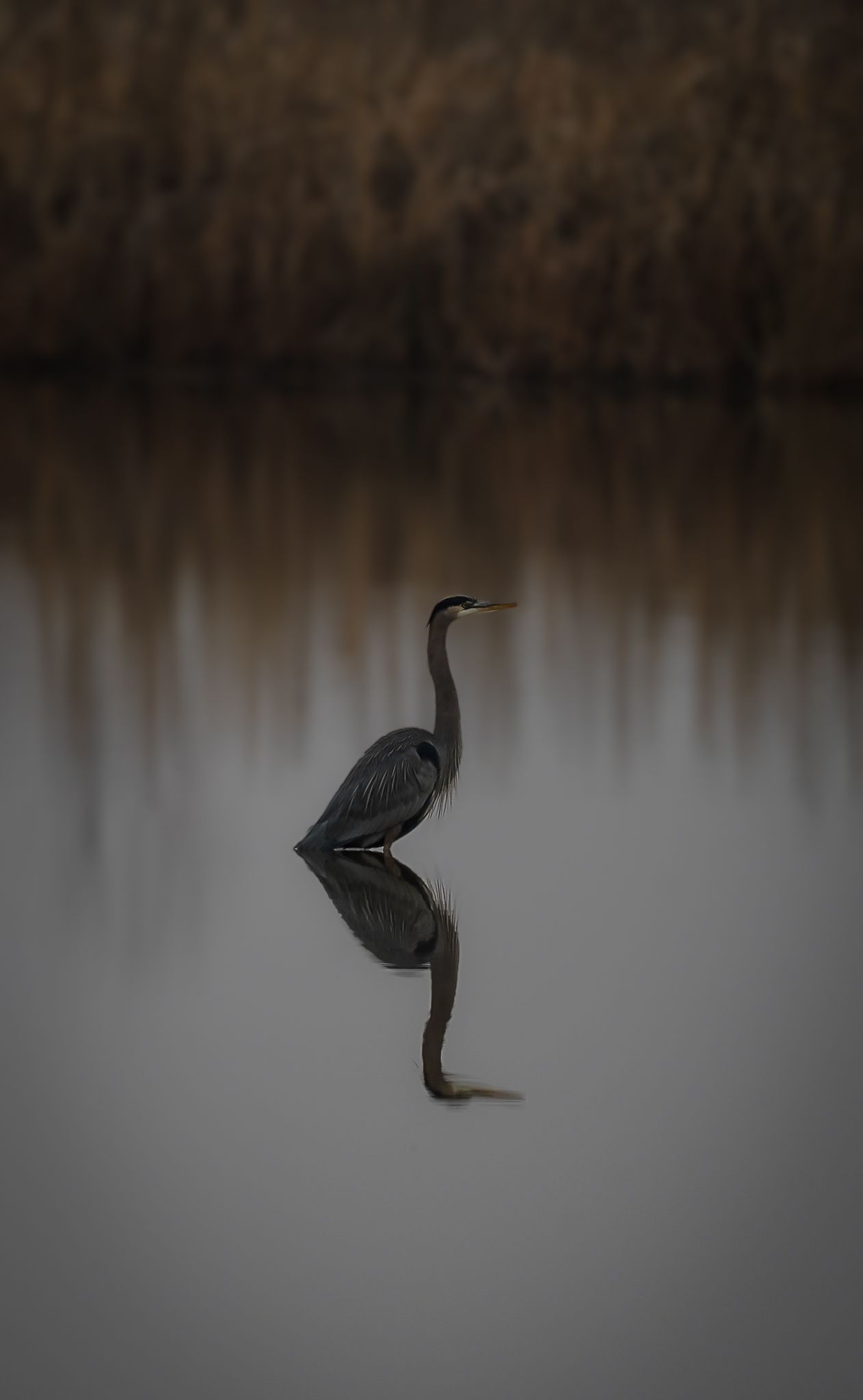 Great blue heron standing in calm water with perfect mirror reflection in dim light.