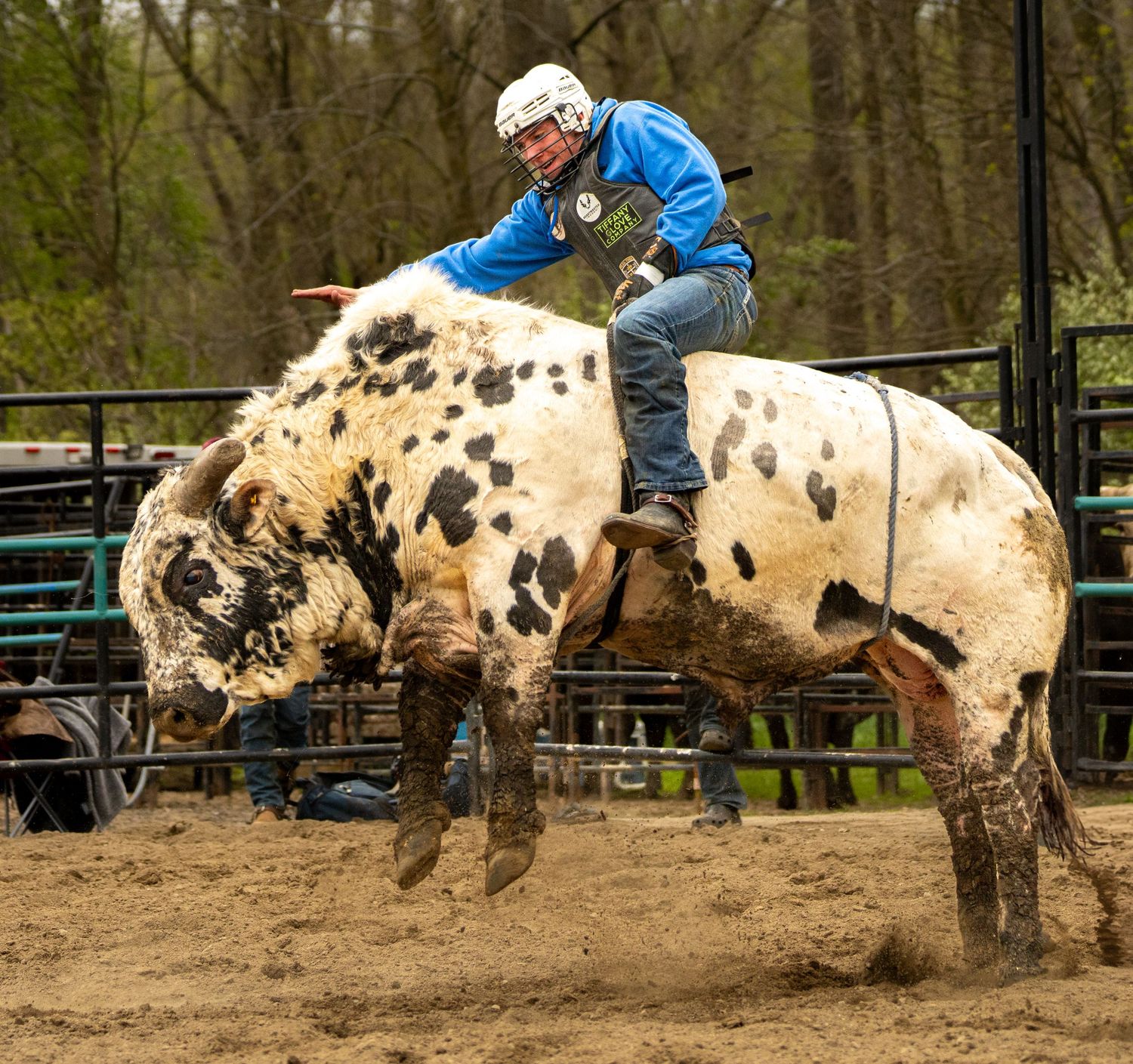 A bull rider in a blue shirt and helmet grips a spotted white bull during a rodeo competition outdoors.