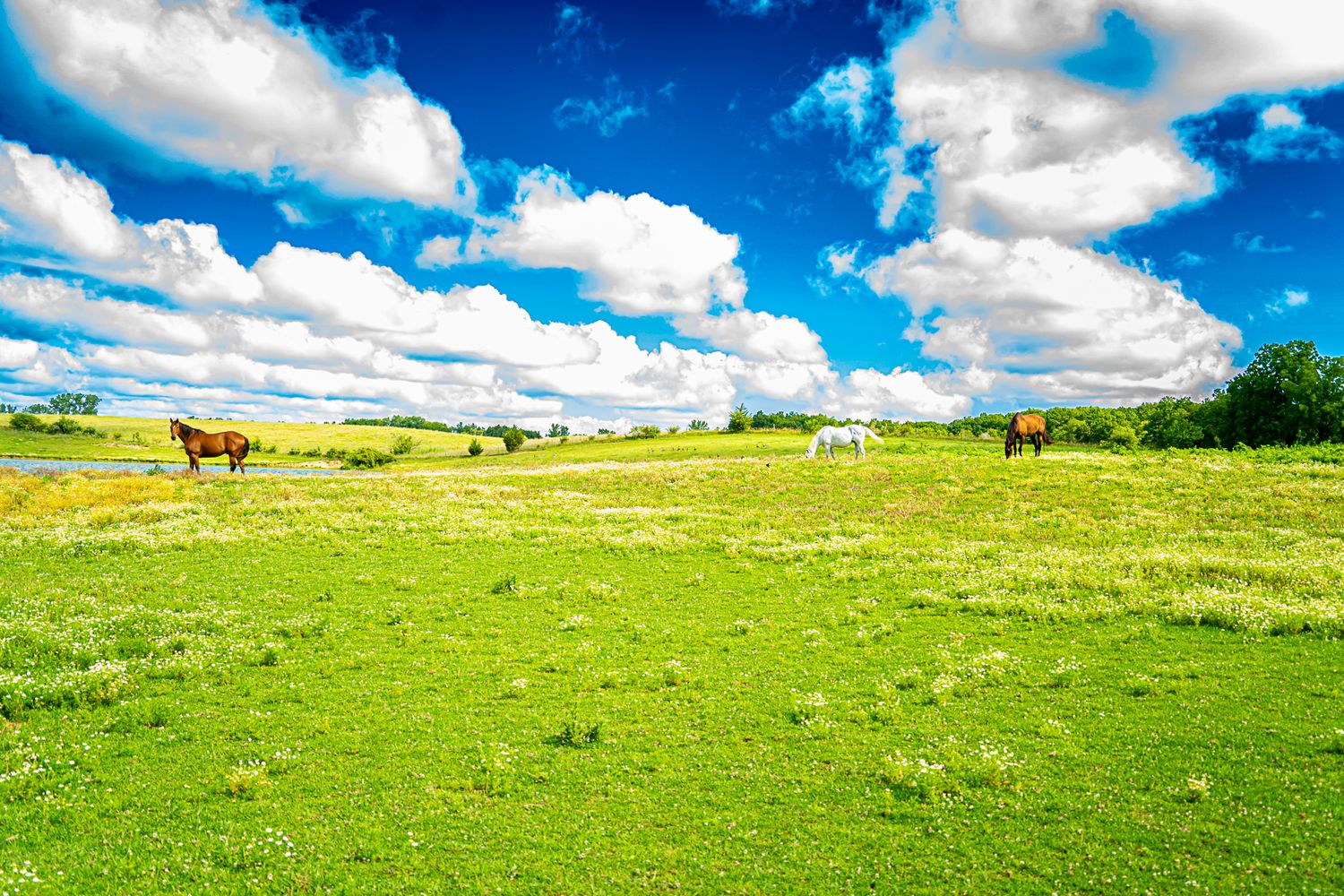 Three horses grazing on a lush green pasture under a bright blue sky with white clouds.