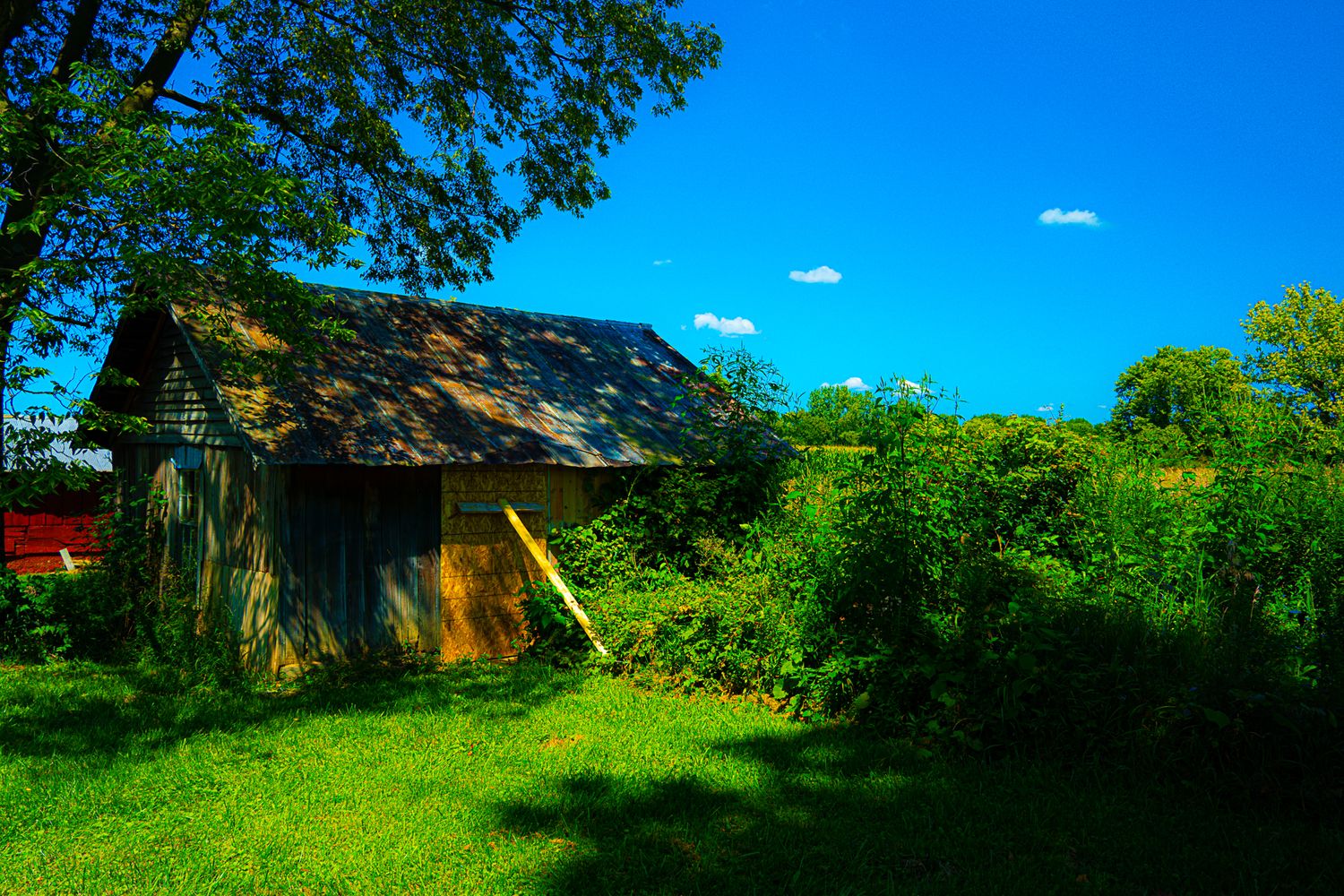 A rustic abandoned wooden shed sits beneath large trees in a vibrant green rural landscape under blue sky.