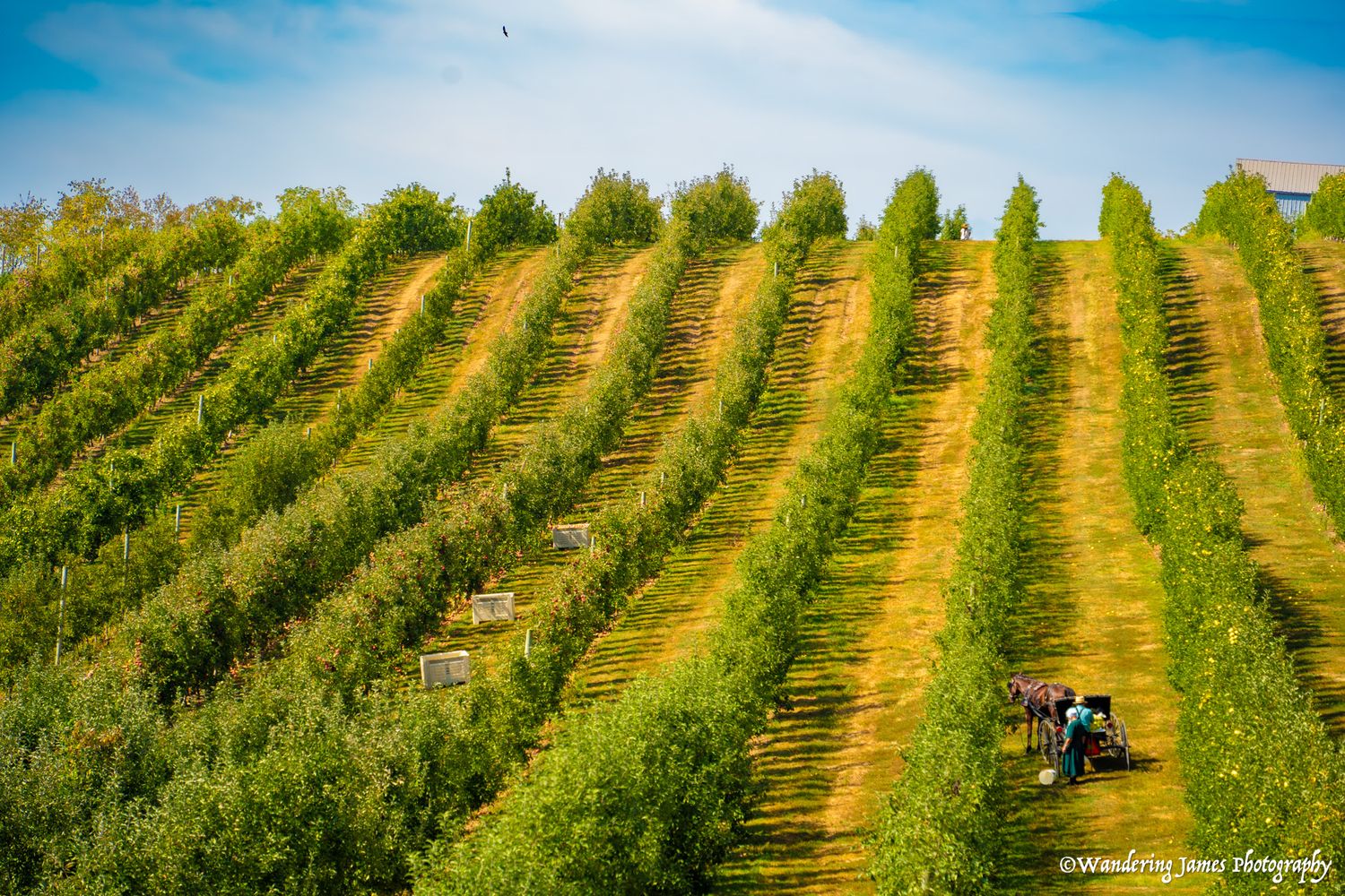 Workers harvest crops in lush green orchard rows on a sunny day.