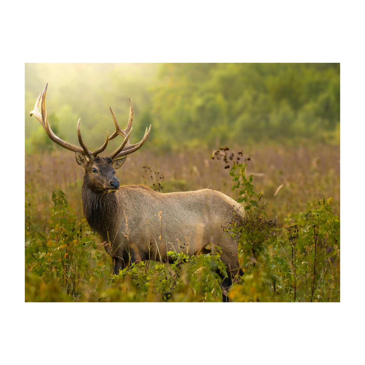 Majestic bull elk with large antlers standing in lush green meadow field bathed in warm golden sunlight.