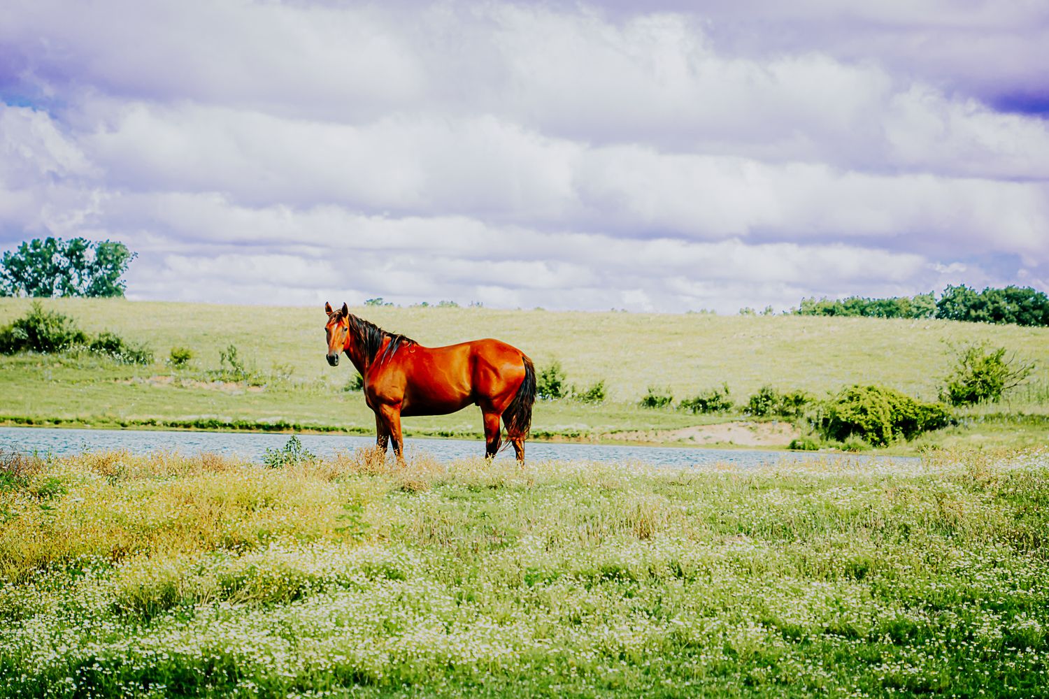 A chestnut brown horse stands alone in a lush green meadow beside a pond under a dramatic cloudy sky.