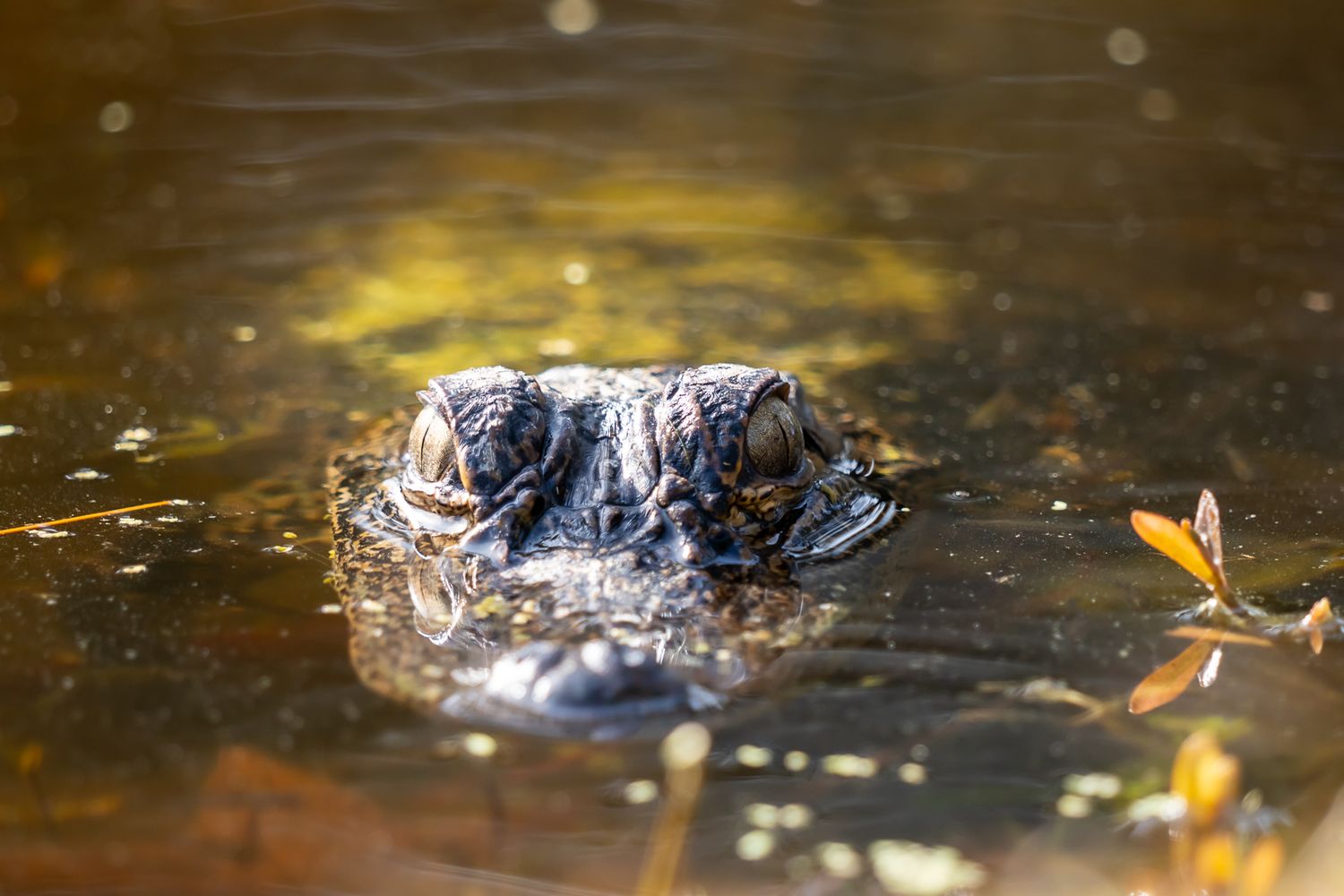 An alligator lurking just below the surface of murky brown swamp water with only its eyes and snout visible.