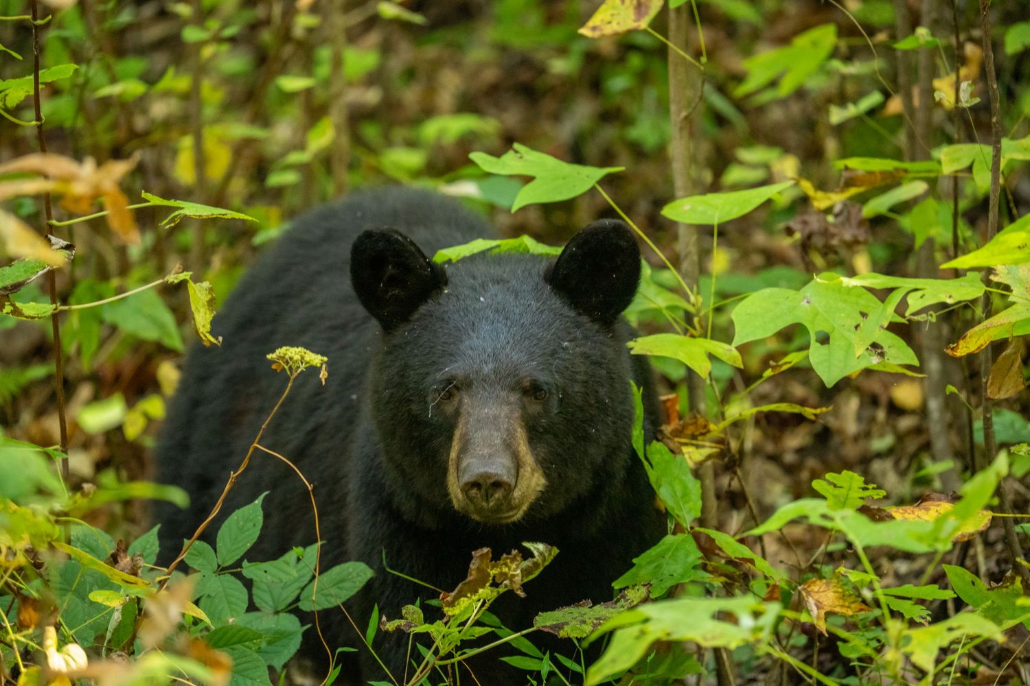 A wild black bear peers through lush green forest undergrowth in a close-up wildlife photograph.