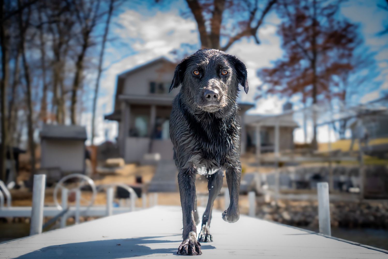 A wet black Labrador dog walks confidently along a dock with a lakeside house in the background.