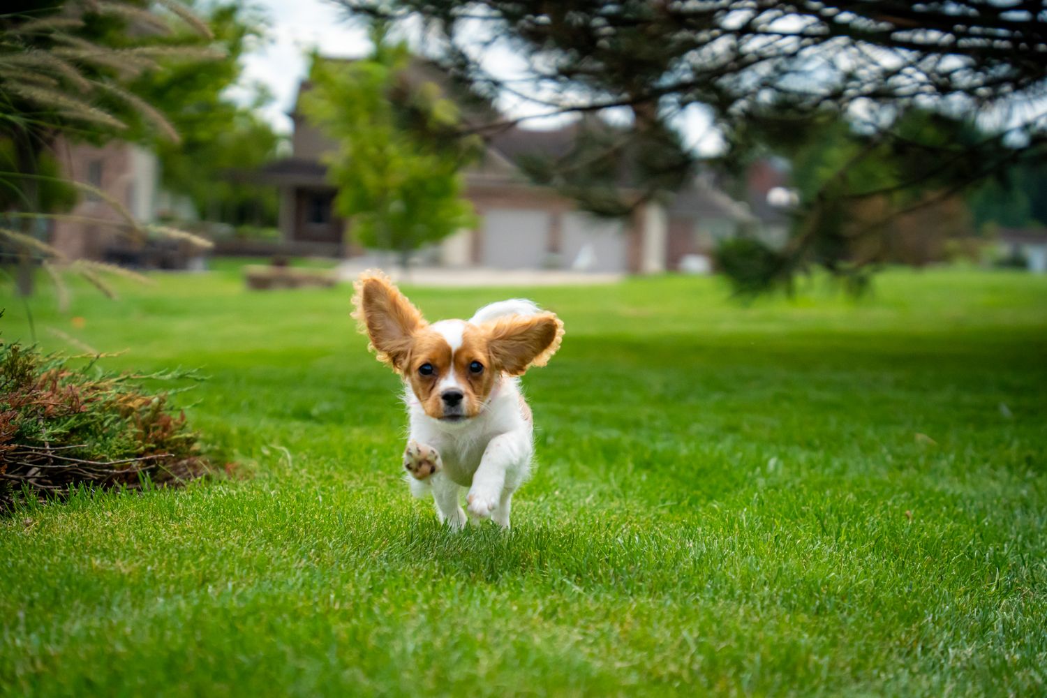 A small Cavalier King Charles Spaniel puppy runs across a green lawn with ears flying wide.