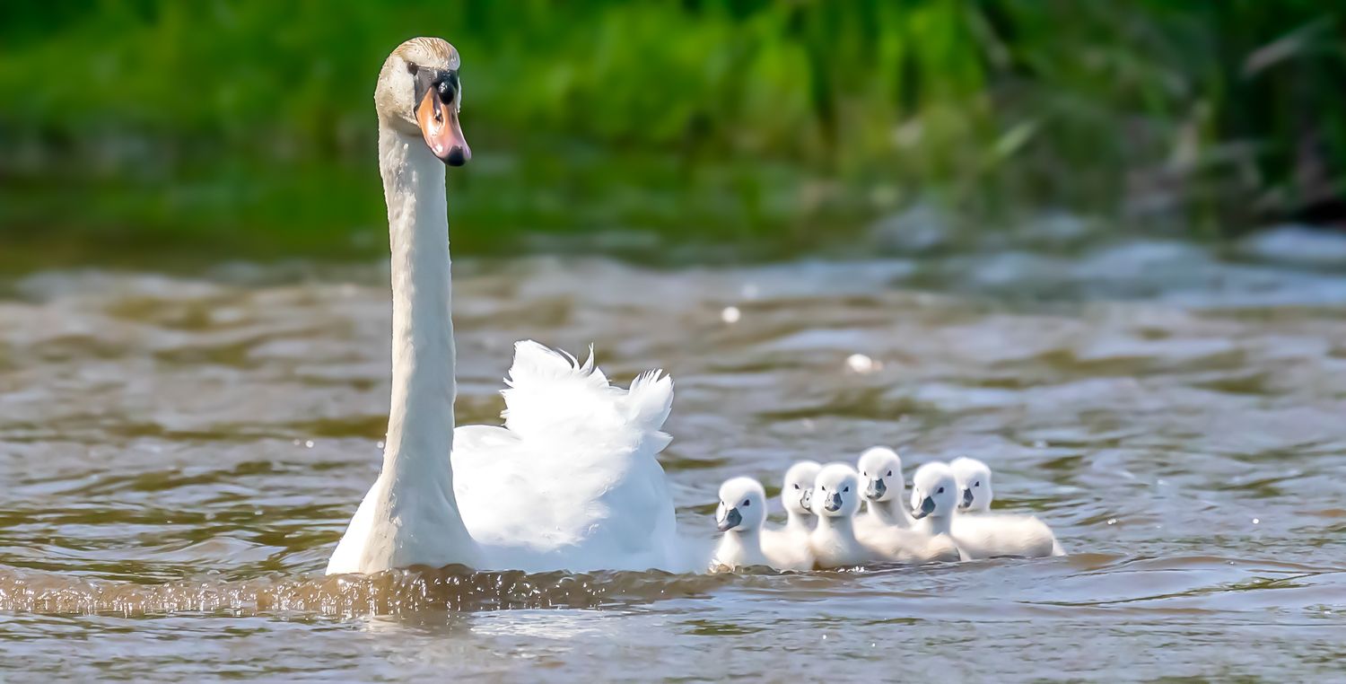 A white mute swan swimming with her fluffy cygnets on a calm green lake in nature.