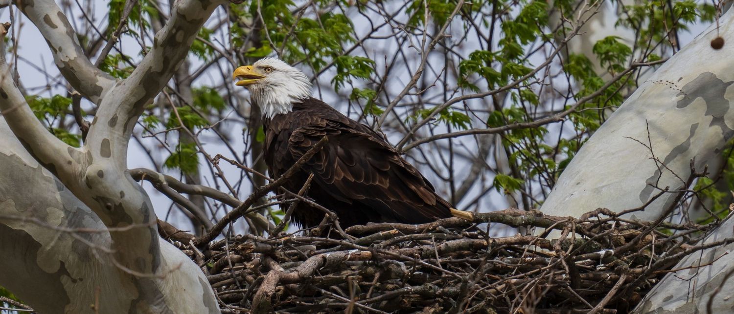 A bald eagle calls out while perched in its large nest among tree branches.