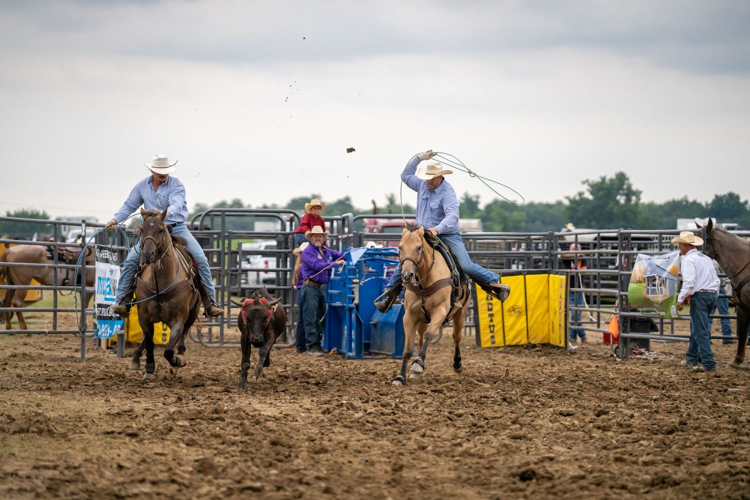 Two cowboys on horseback rope a calf during a team roping event at an outdoor rodeo competition.